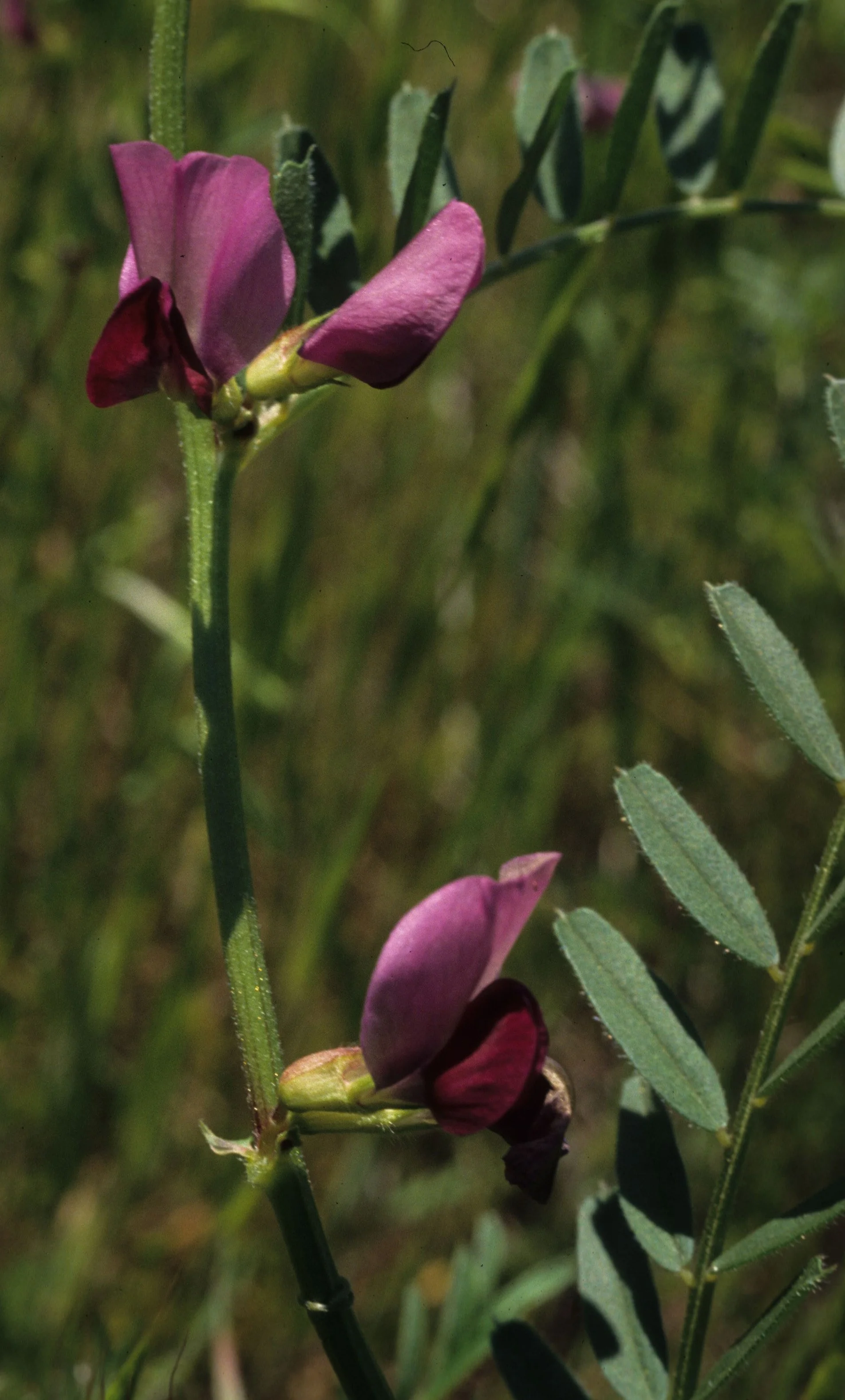 AMERICAN RIVER - VICIA ANGUSTIFOLIA - SPRING VETCH.jpg