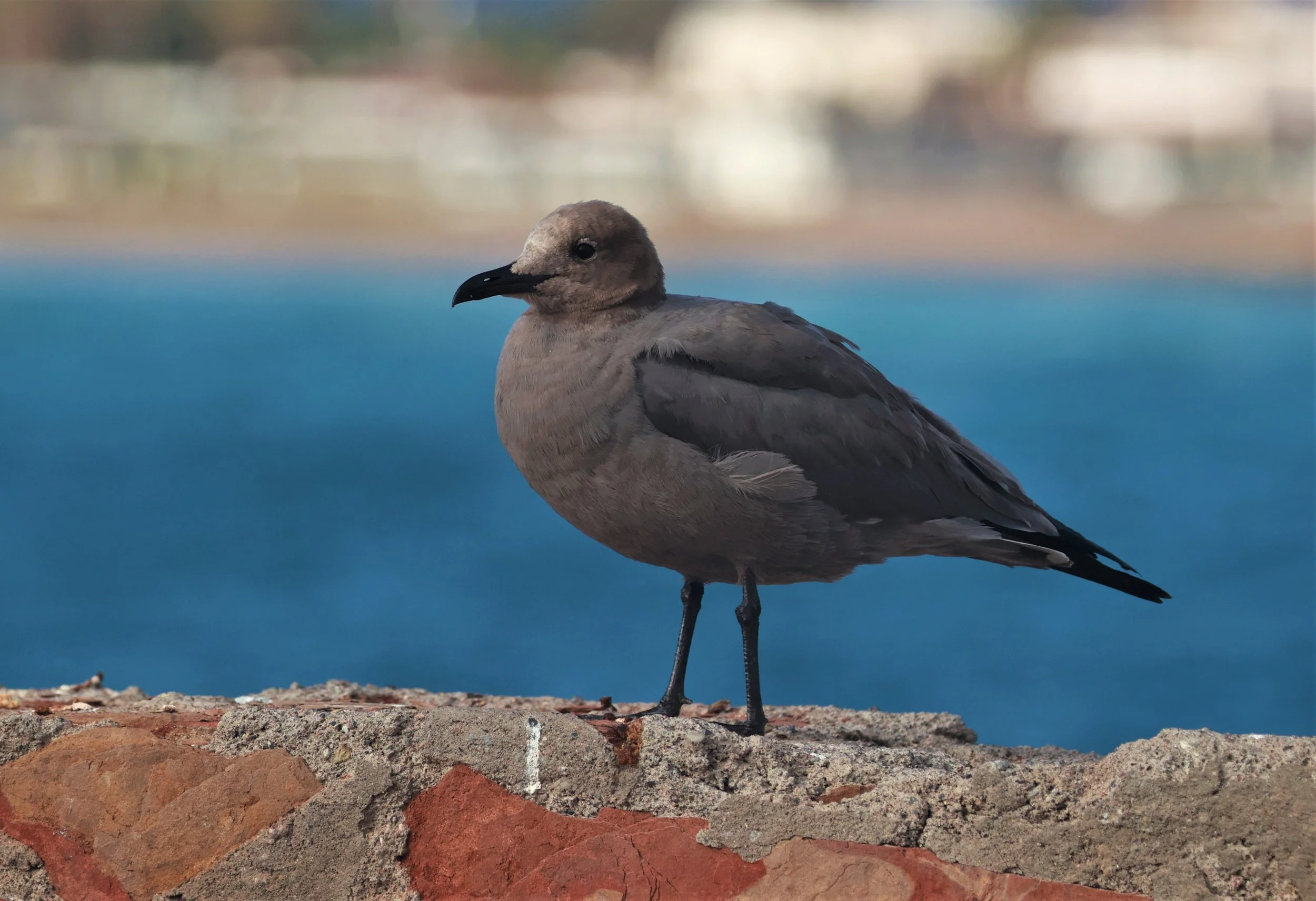 Gull - Gray Gull - Leucophaeus modestus - Arica Chile Coastline (16).jpg