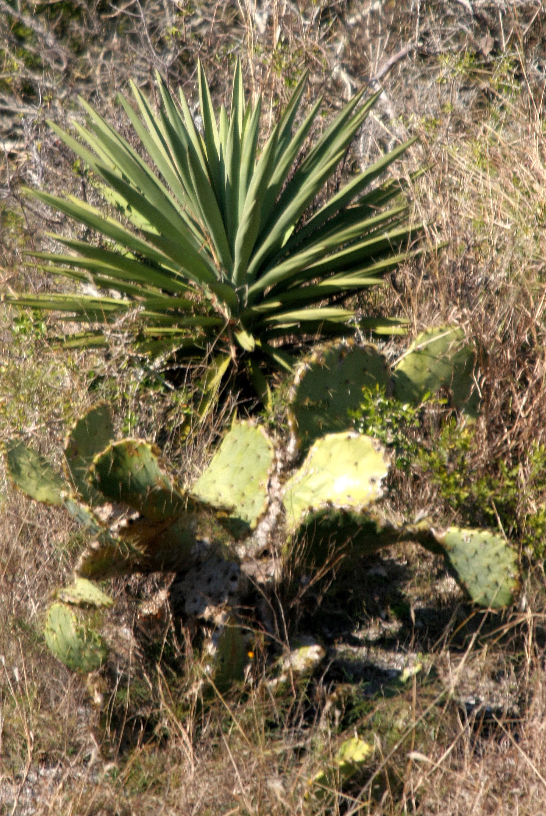 ARANZAS NWR - TEXAS (11).jpg