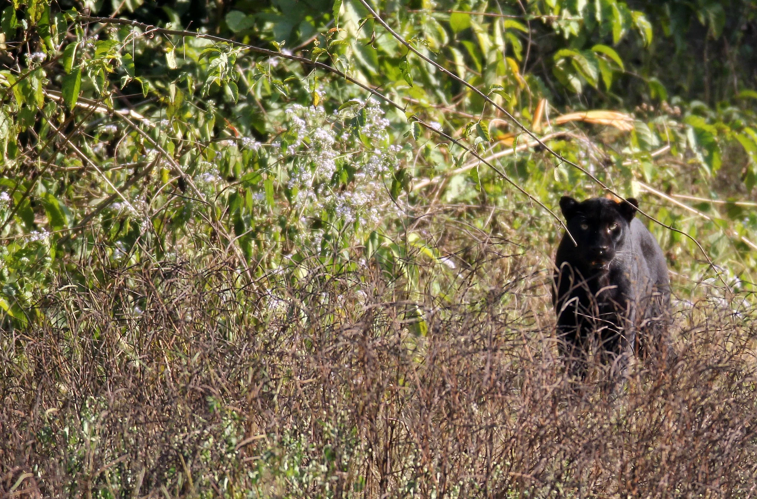 Panthera pardus delacouri - INDOCHINESE LEOPARD - MELANISTIC FORM - HUAI KHA KHAENG - KAPOK KAPIEN STATION & MINERAL LICK - THAI (23).JPG