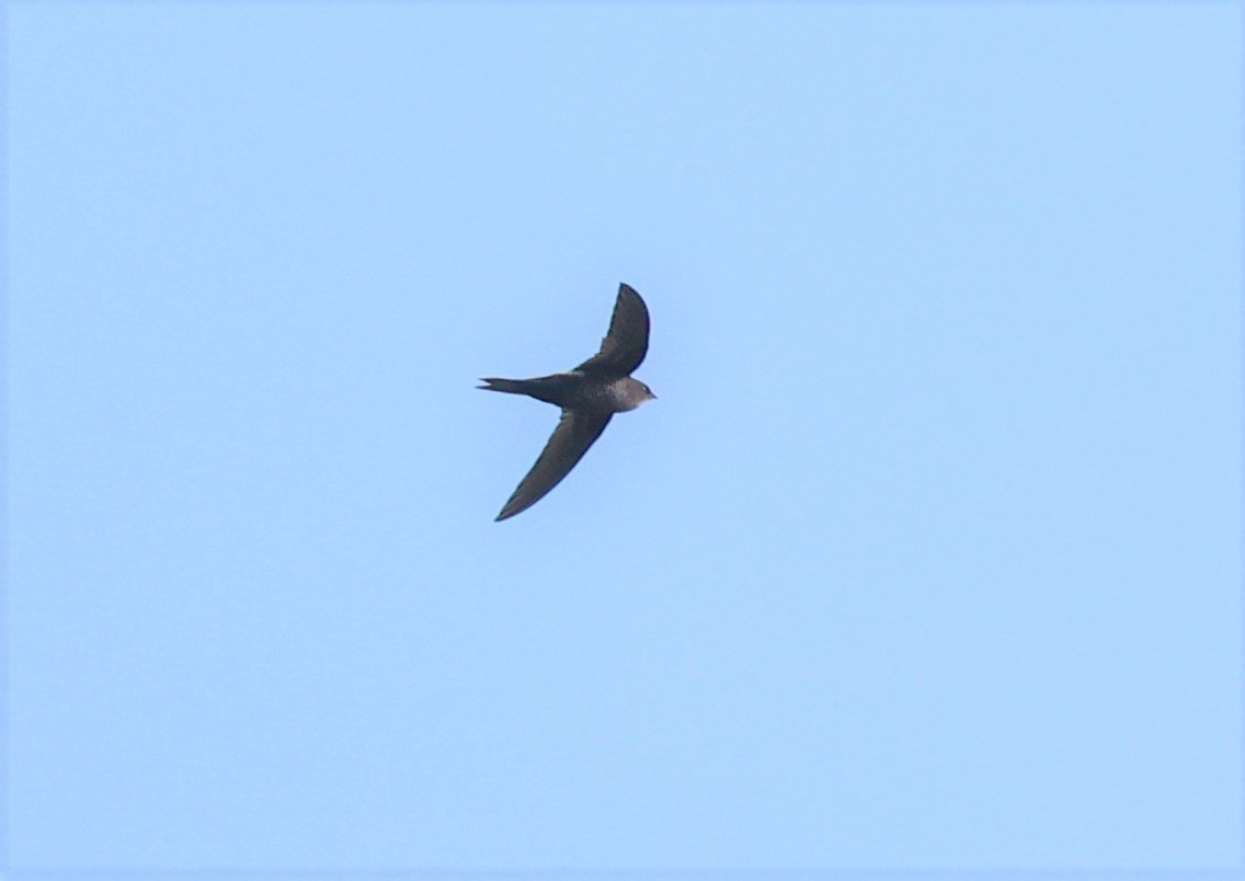 Himalayan Swiftlet (Aerodramus brevirostris) Doi Ang Khang Chiang Mai (7).jpg