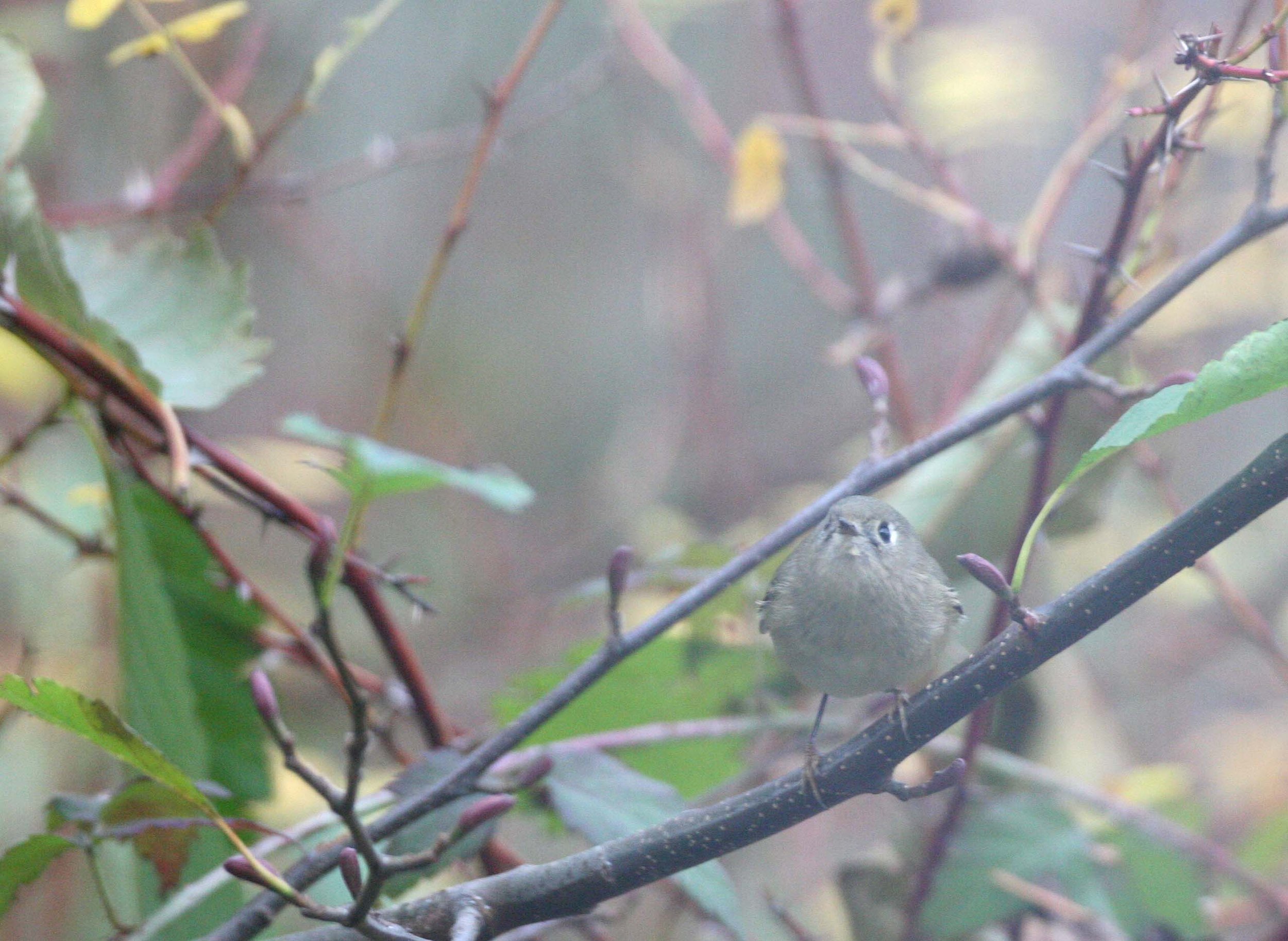 Hutton's Vireo (Vireo huttoni) Lake Farm Olympic Peninsula Washington (26).jpg
