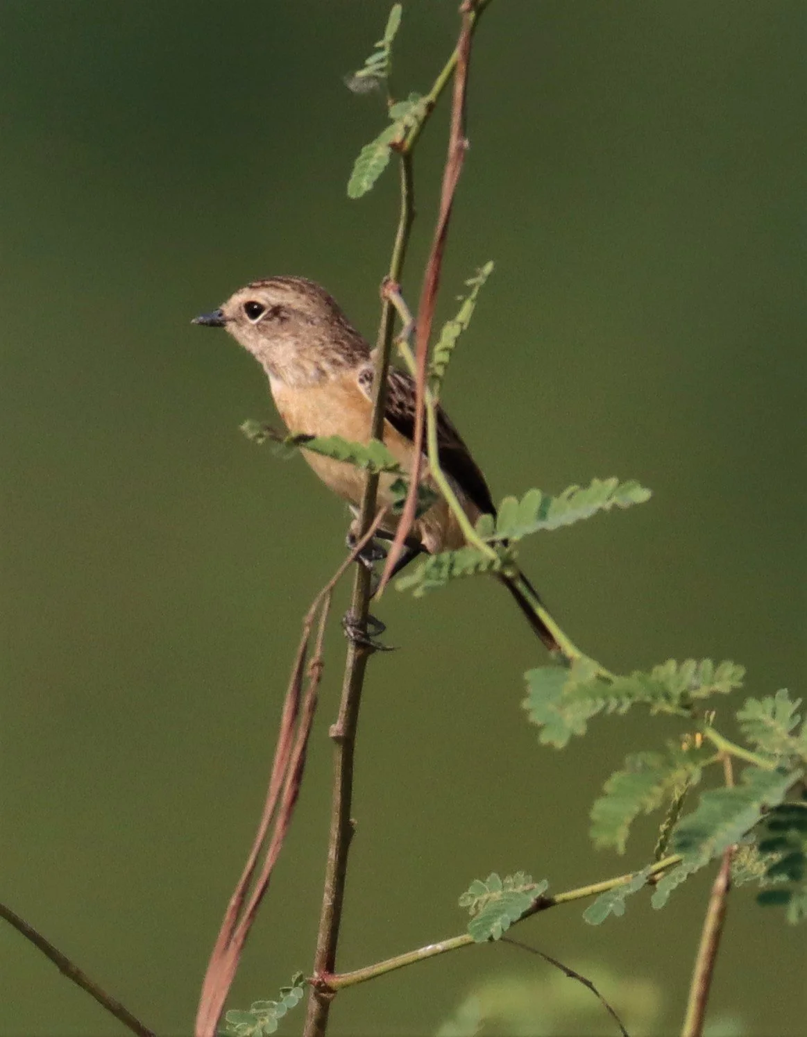 STONECHAT - SIBERIAN STONECHAT - Saxicola maurus - LAT KRABANG WETLANDS NEAR BKK (4).jpg