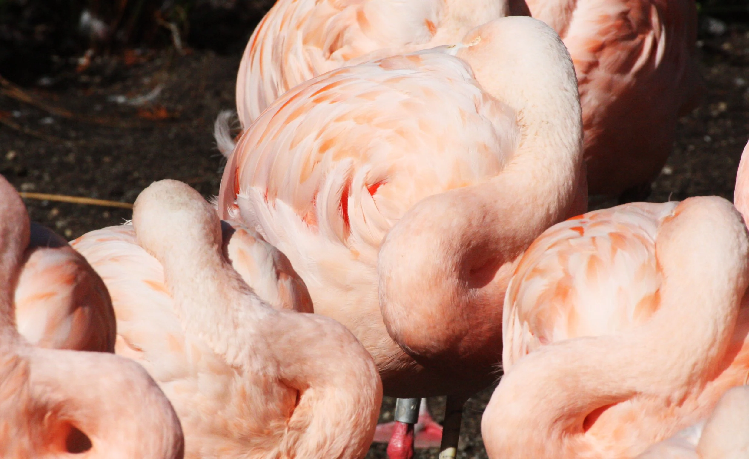 Phoenicopterus ruber - American Flamingo - Woodland Park Washington (1).JPG