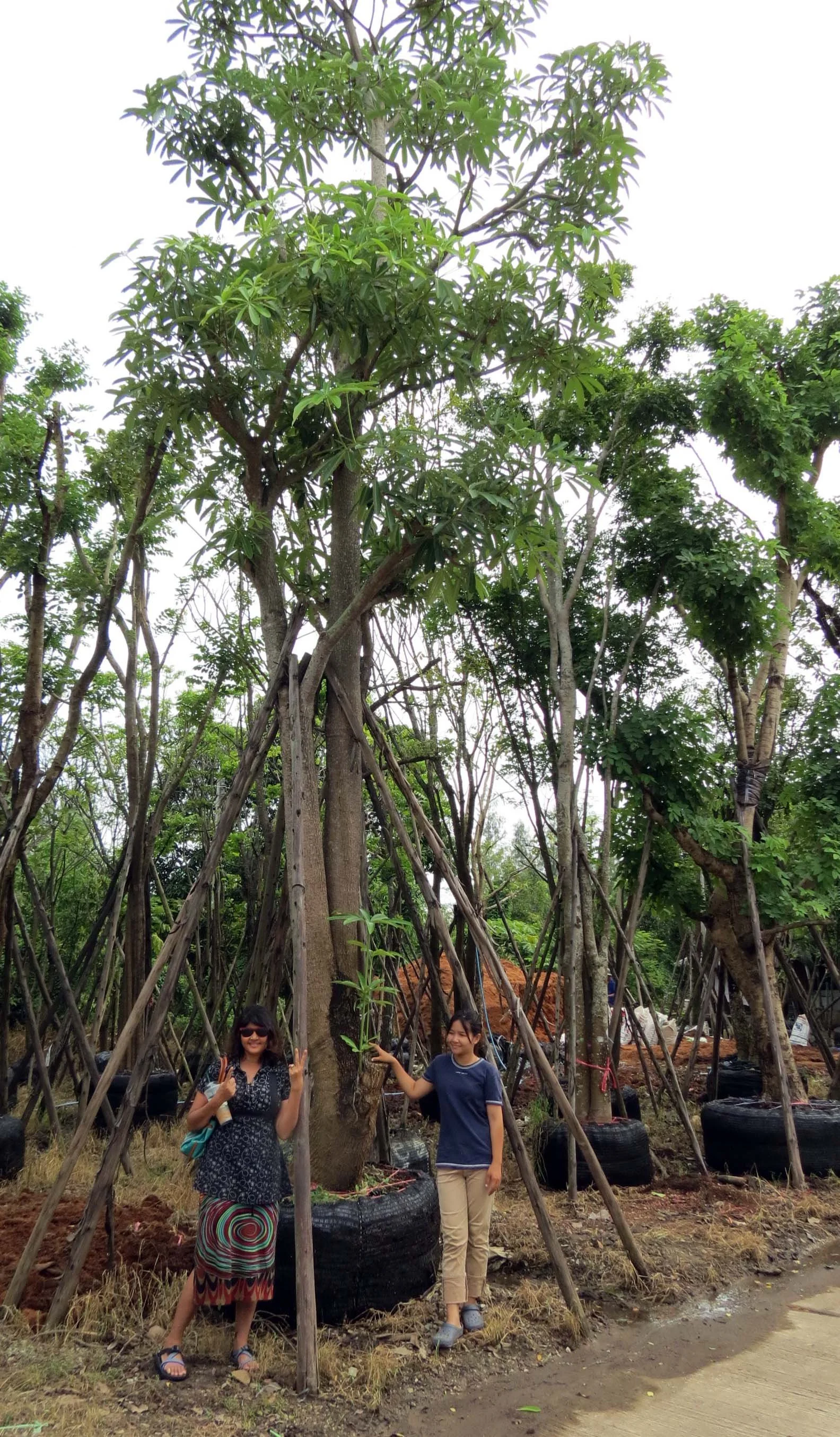 2013 Nakhon Nayok Nursery Region Khlong 15 Area (4).JPG