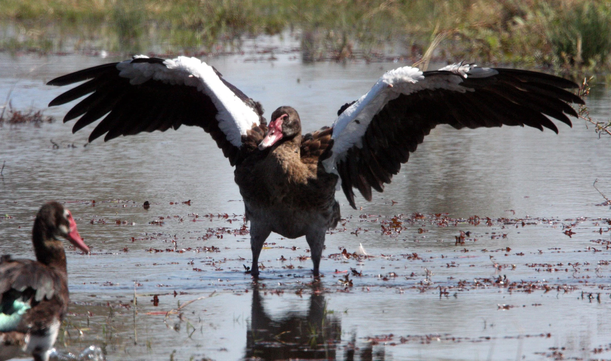 GOOSE - SPUR-WINGED GOOSE - Plectropterus gambensis - KHWAI CAMP OKAVANGO BOTSWANA (15).JPG