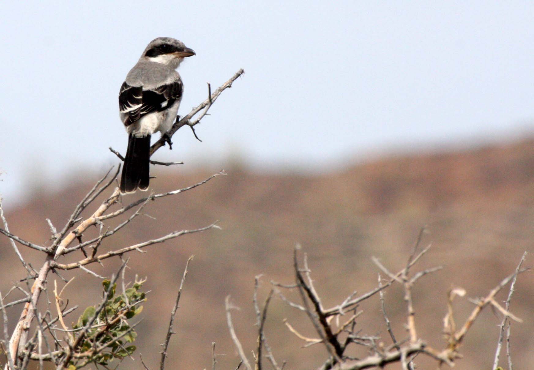 Loggerhead Shrike (Lanius ludovicianus) Isla Catalina Baja Mexico (20).JPG