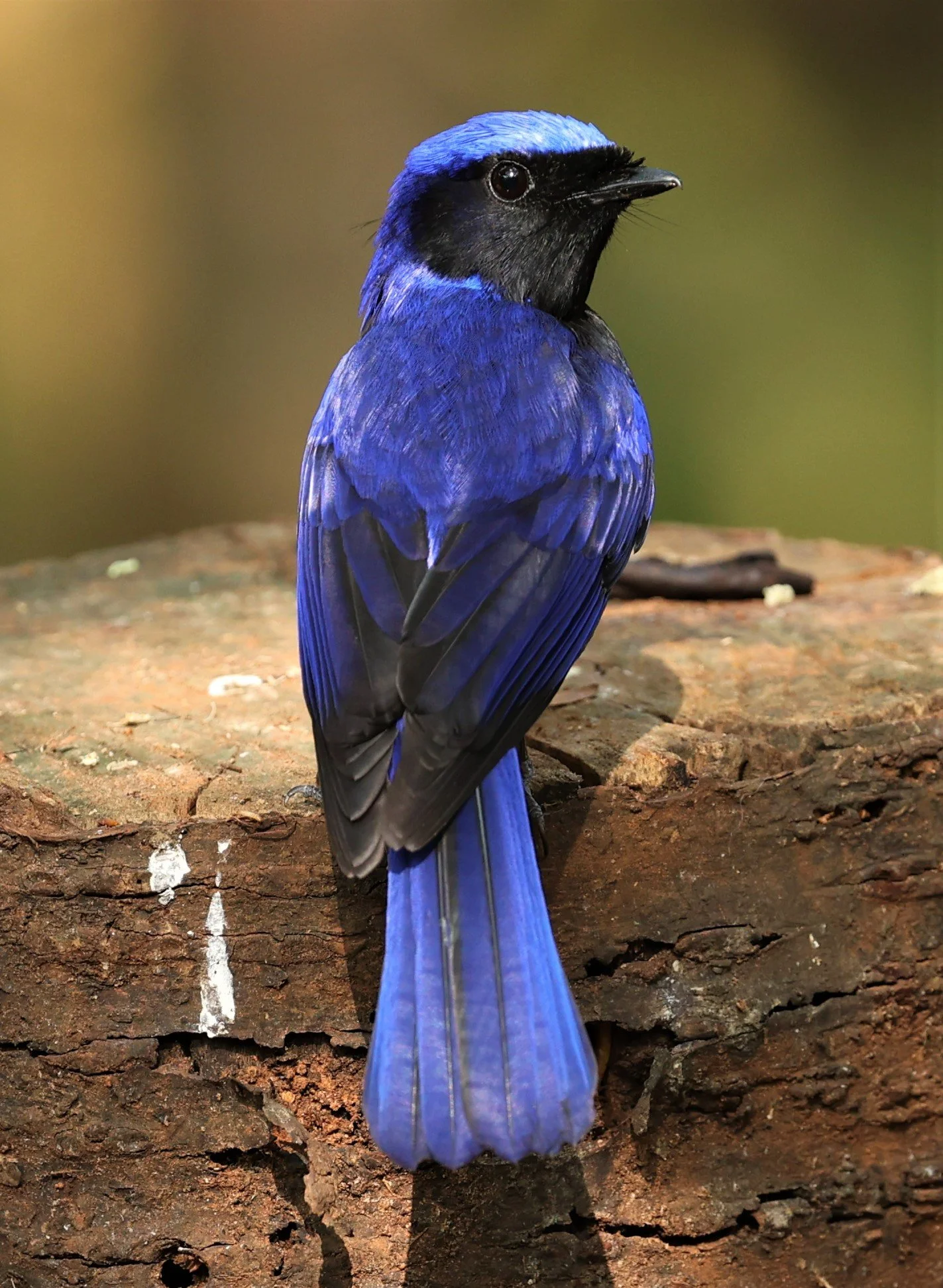 NILTAVA - LARGE NILTAVA - Niltava grandis - DOI DOI ANG KHANG CHIANG MAI FEB 2022 (33).jpg