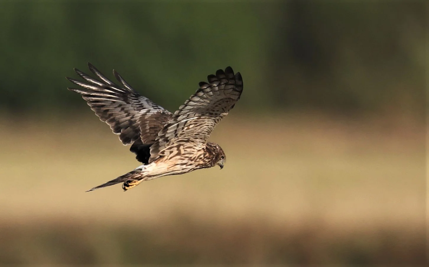 HARRIER - PIED HARRIER - Circus melanoleucos - PATHUM THANI RICE RESEARCH CENTER 11 DEC 2021 (18).jpg