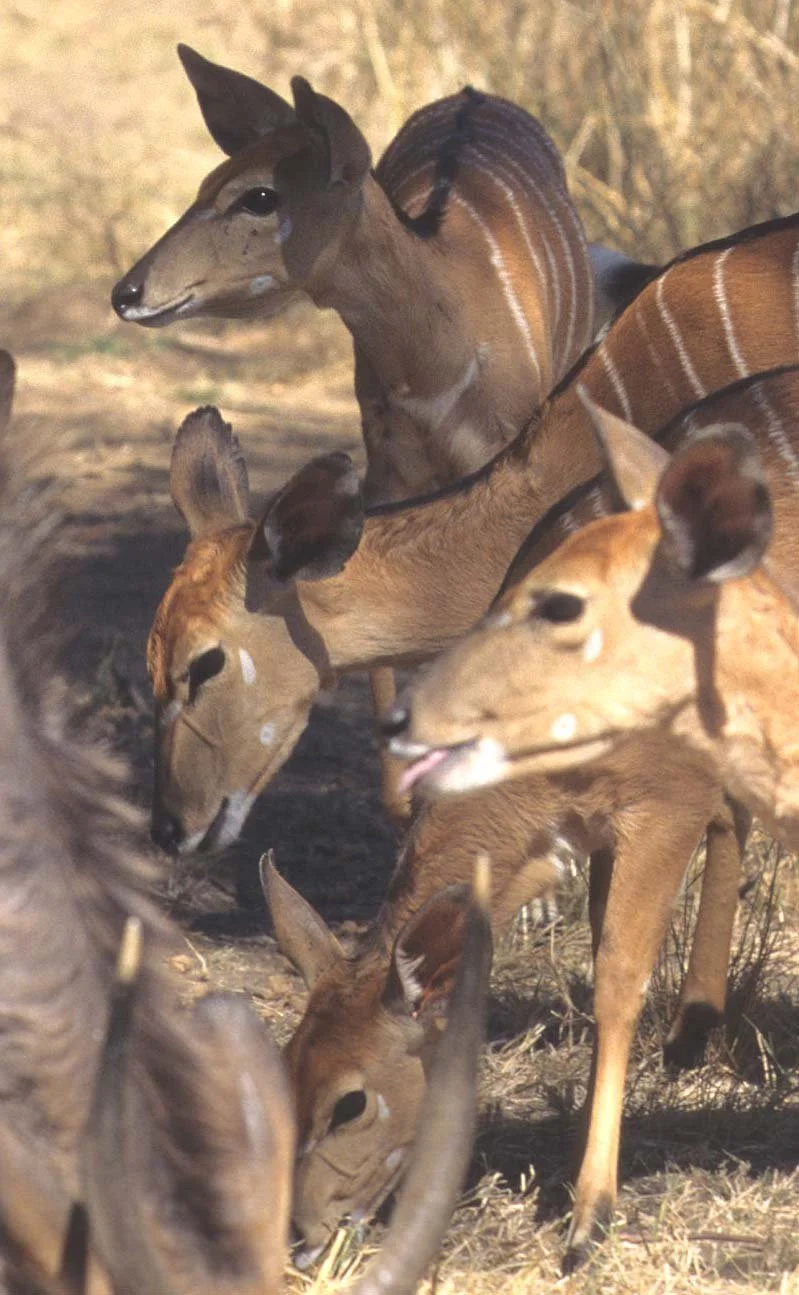 BOVID - NYALA - ZIMBABWE (12).jpg