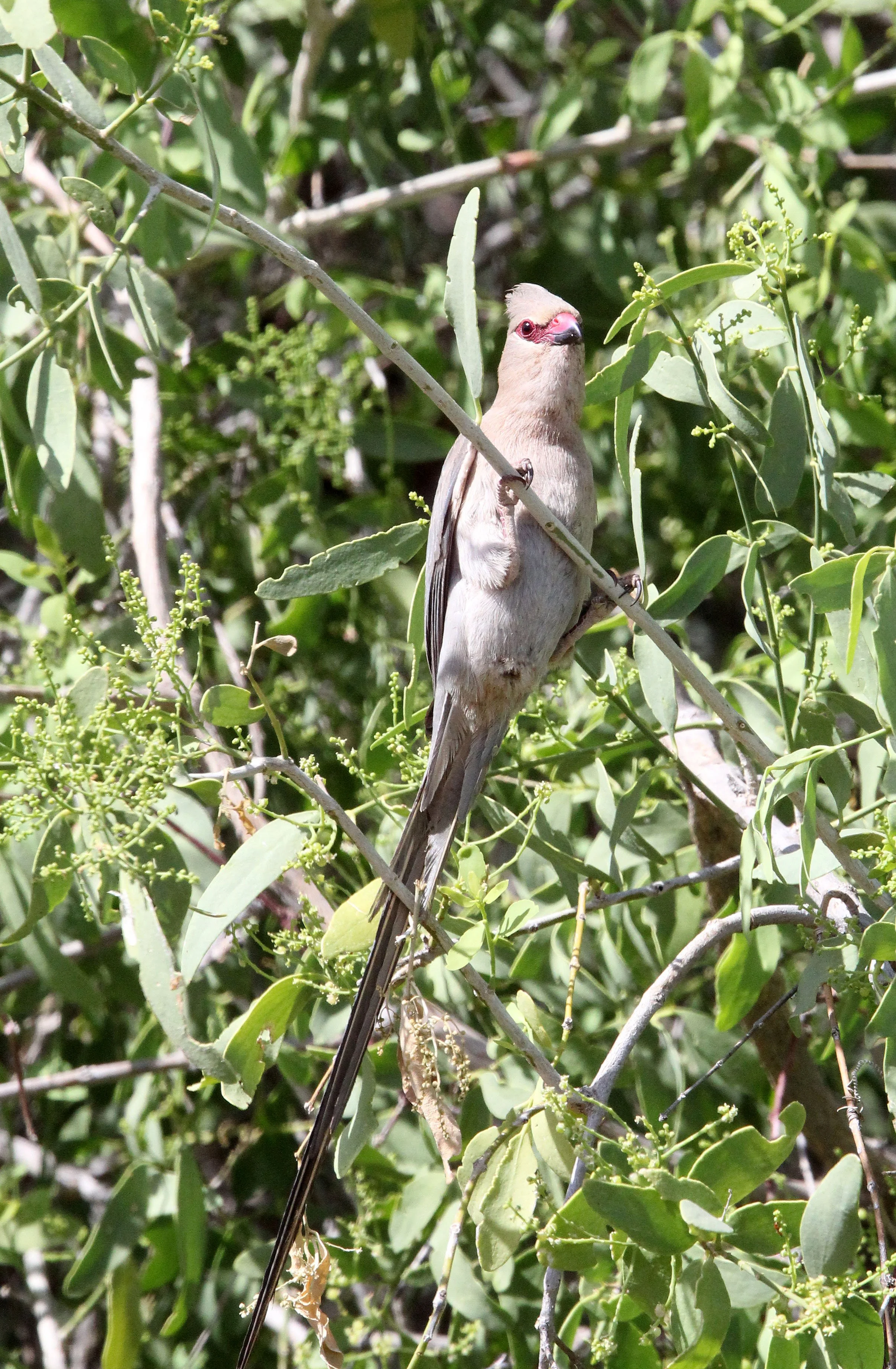 Red-faced Mousebird (Urocolius indicus) Samburu NP Kenya (6).JPG