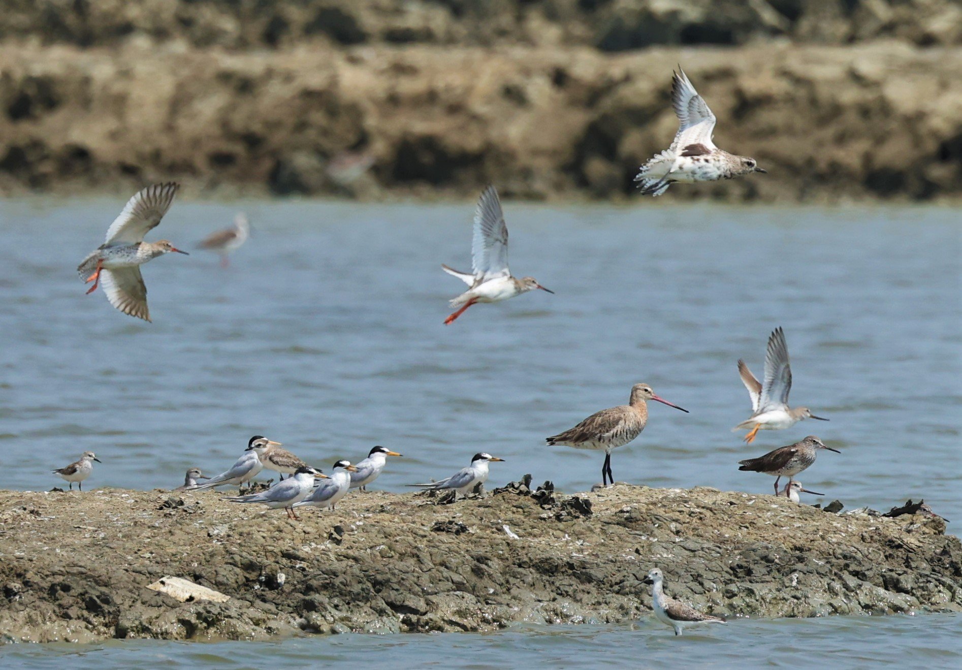 DOWITCHER - ASIAN DOWITCHER - Limnodromus semipalmatus - TEREK SANDPIPER - BLACK-TAILED GODWIT - PAK THALE SALT PONDS (1).jpg