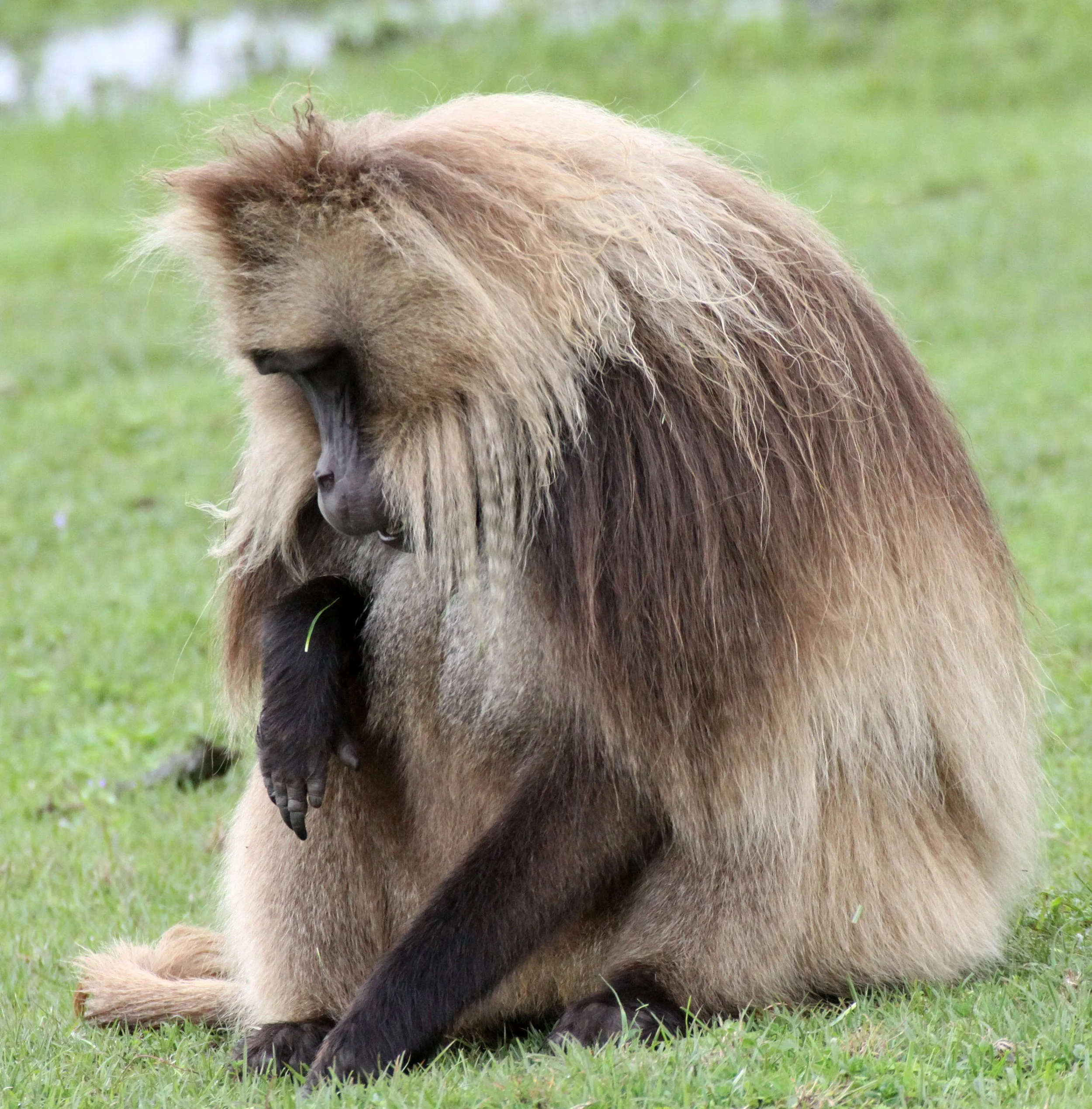 CERCOPITHECIDAE - Theropithecus gelada - GELADA - SIMIEN MOUNTAINS NATIONAL PARK ETHIOPIA (1438).JPG