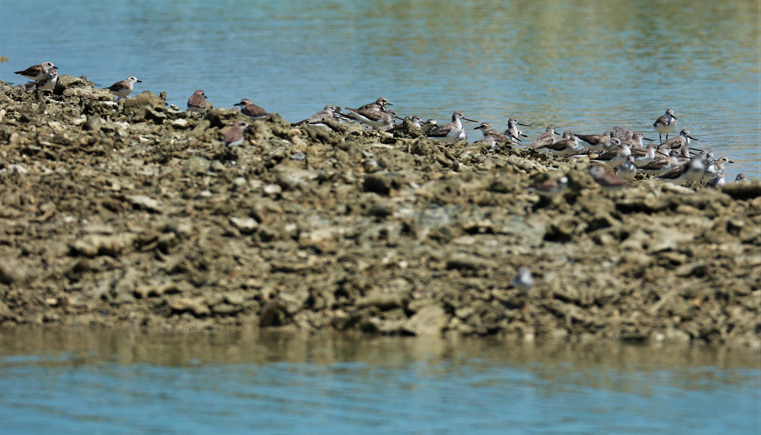 SANDPIPER - TEREK SANDPIPER - Xenus cinereus - Laem Pakarang, Phang Nga Province Feb 19 2023 (1).jpg