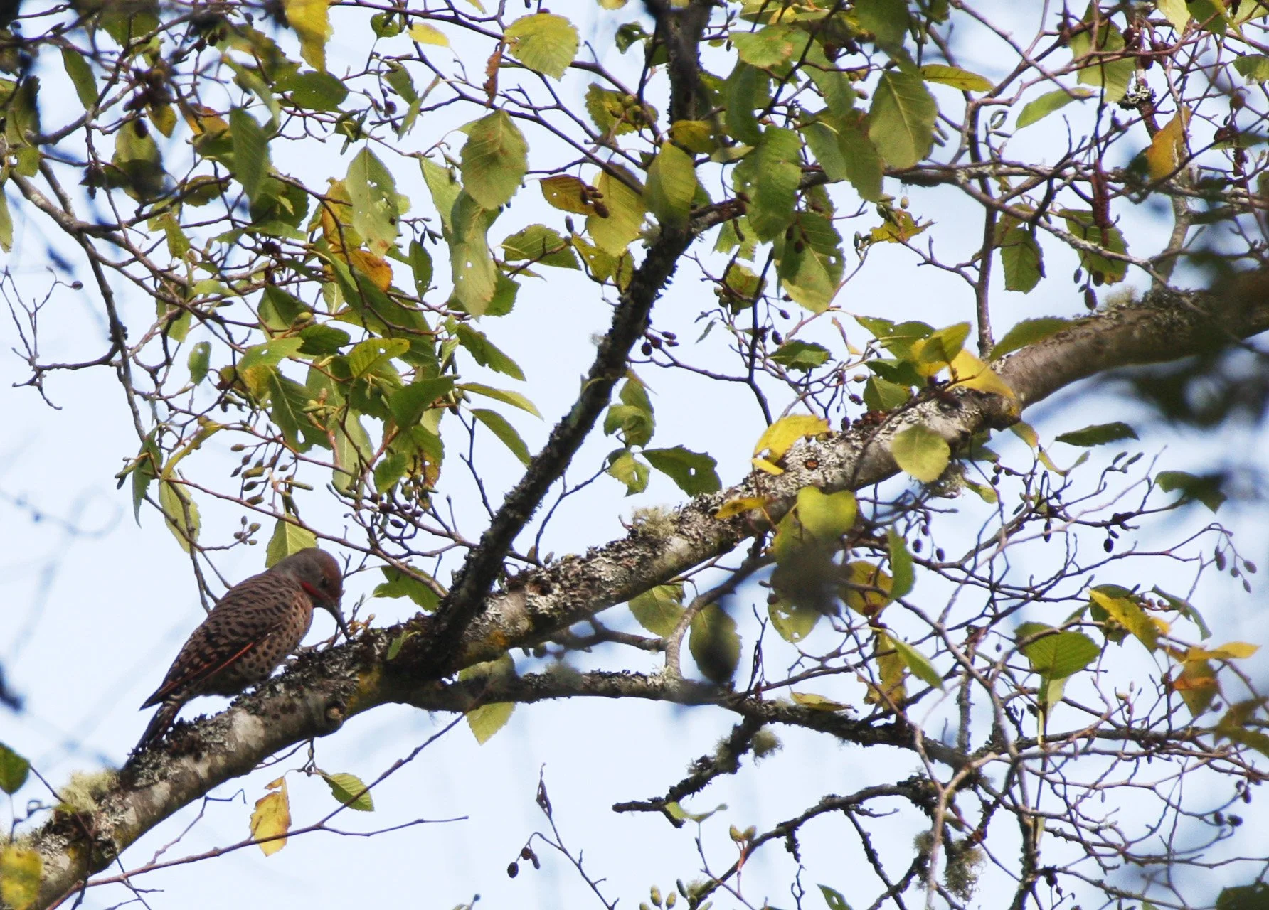 BIRD - WOODPECKER - FLICKER - NORTHERN FLICKER (3).JPG