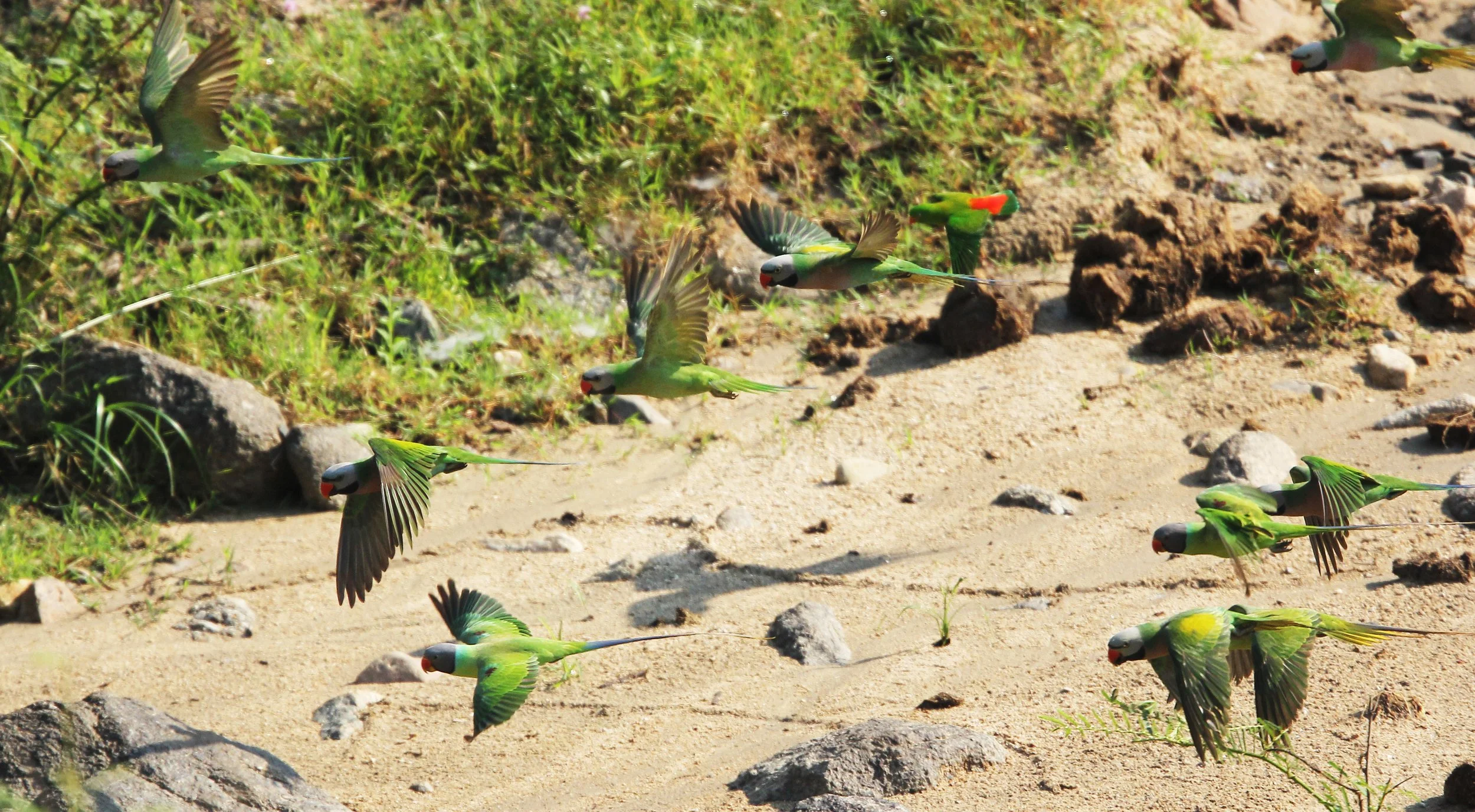 BIRD - PARAKEET - RED BREASTED, GREY-HEADED PARAKEETS & VERNAL HANGING PARROT -  HUAI KHA KHAENG NATURE RESERVE - THAILAND (42).jpg