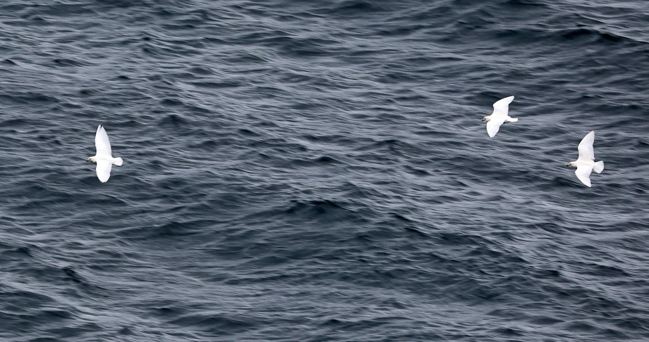 Snowy Sheathbill (Chionis albus) Puerto Pyramides, Valdes Peninsula, Chubut Province, Argentina (2).jpg