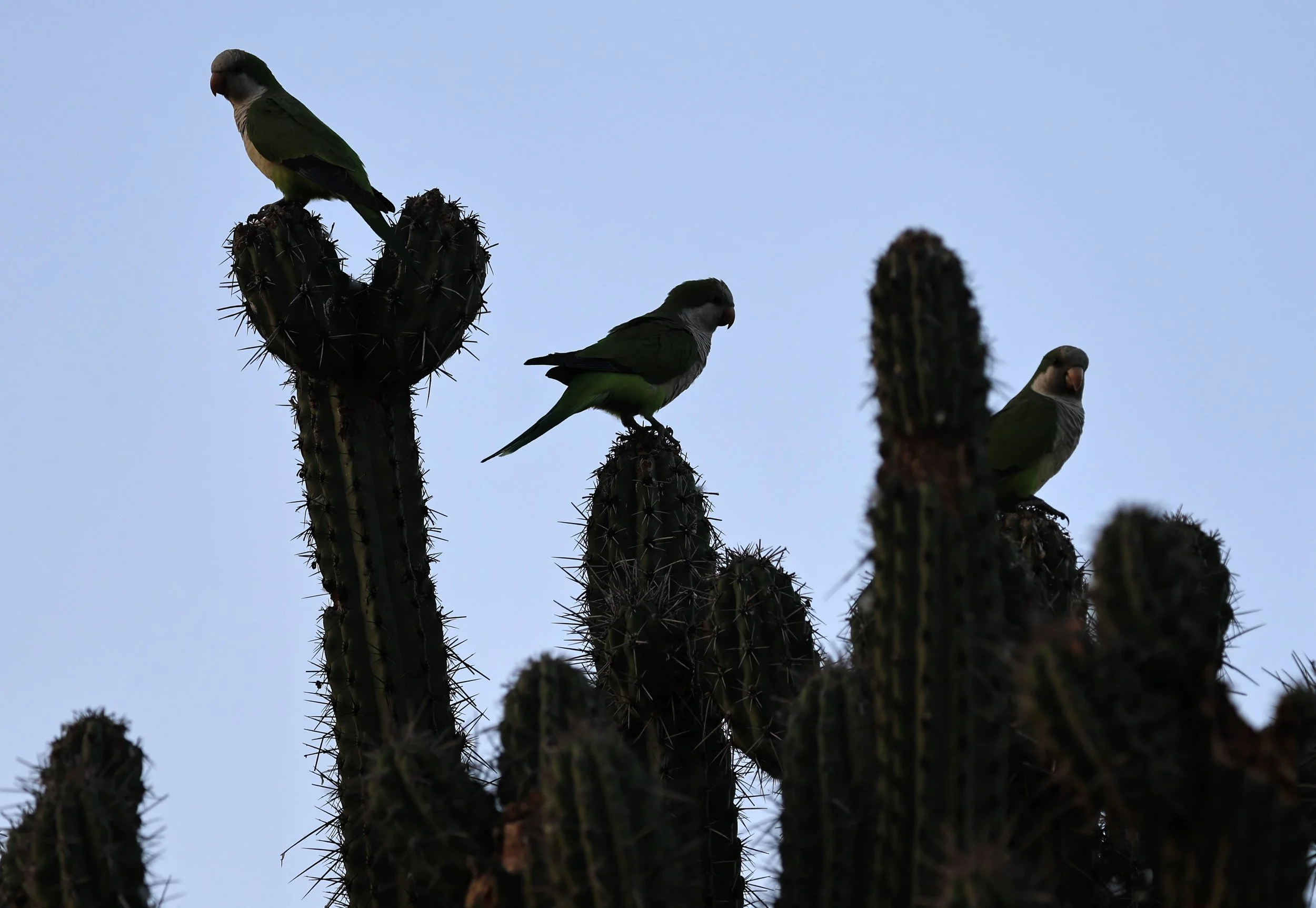 Monk Parakeet (Myiopsitta monachus) Fortin Toledo Paraguay  (1).jpg
