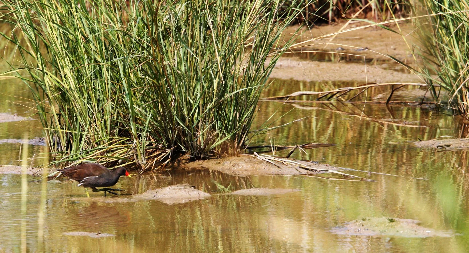 Common Moorhen (Gallinula chloropus) Chongming Island China (12).JPG