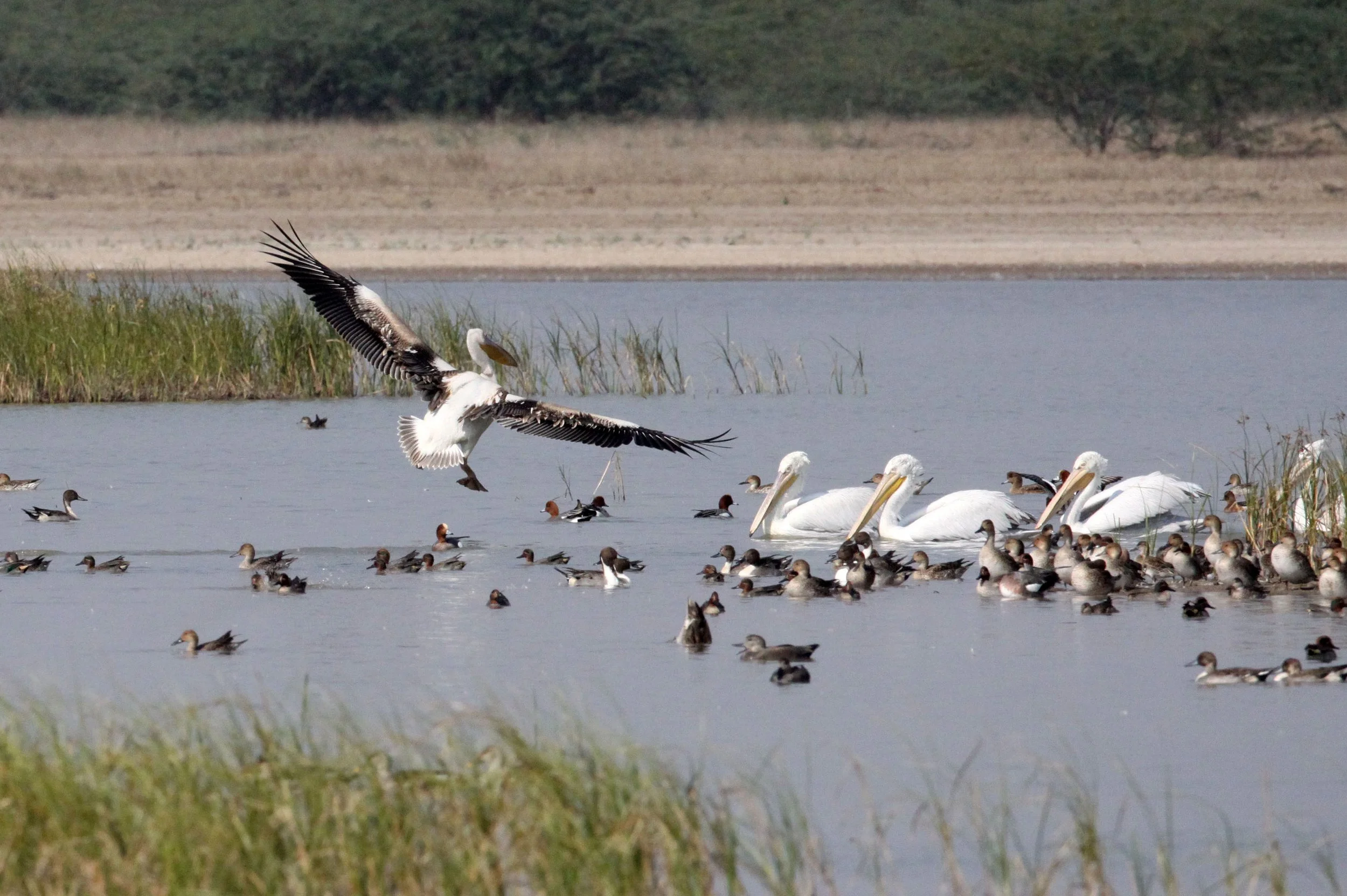 Pelecanus onocrotalus - GREAT WHITE PELICAN - BLACKBUCK NATIONAL PARK VELEVADAR INDIA (14).JPG