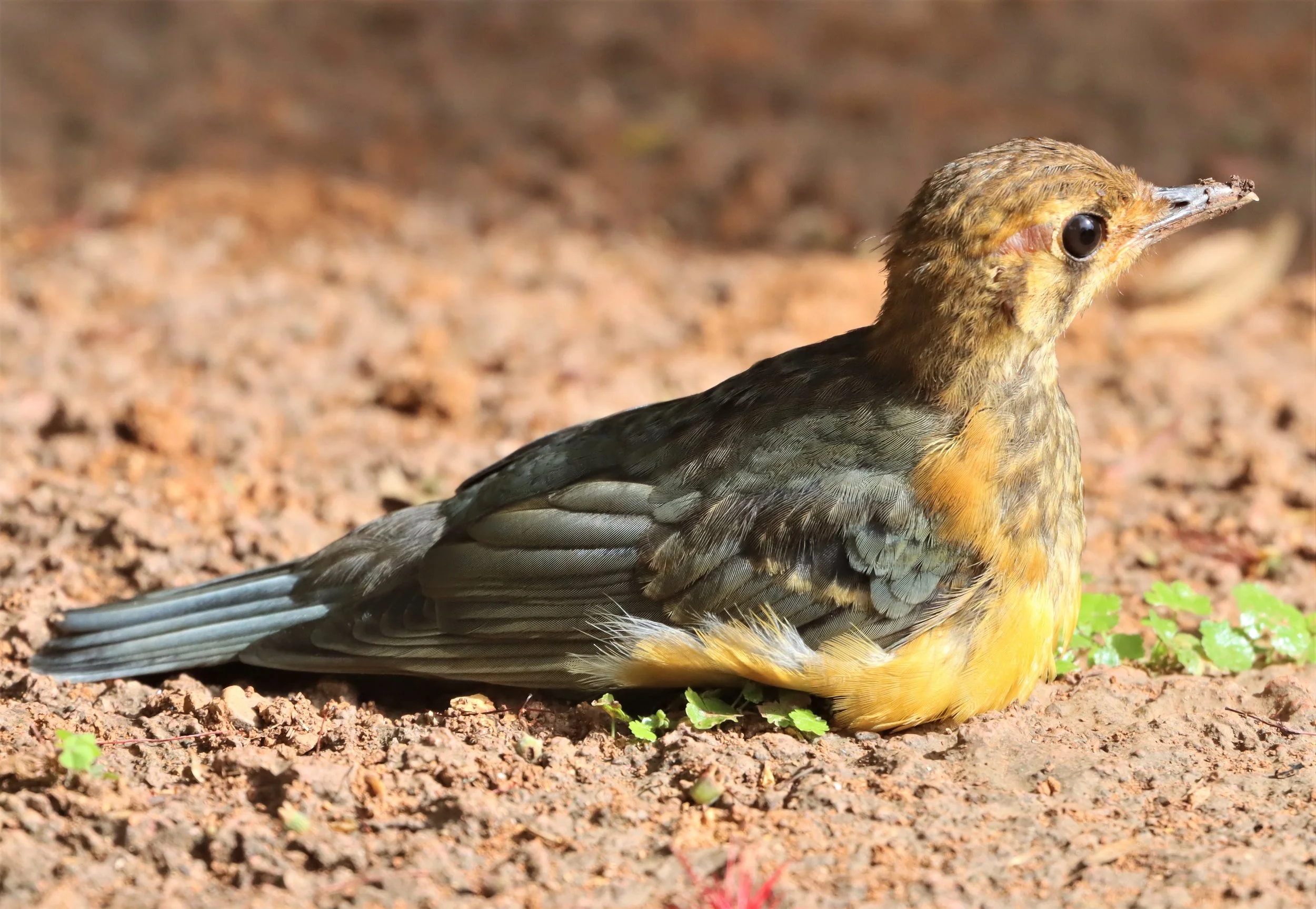 Orange-headed Thrush (Zoothera citrina) Doi Ang Kang Chiang Mai (18).jpg