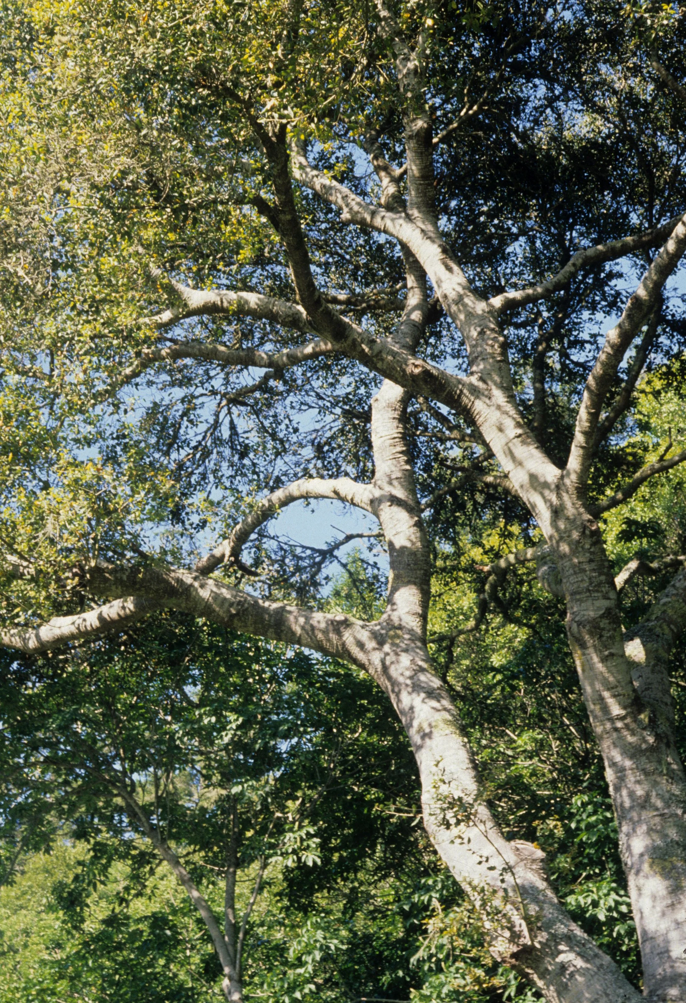AMERICAN RIVER - POPULUS FREMONTII - FREMONT COTTONWOOD A.jpg