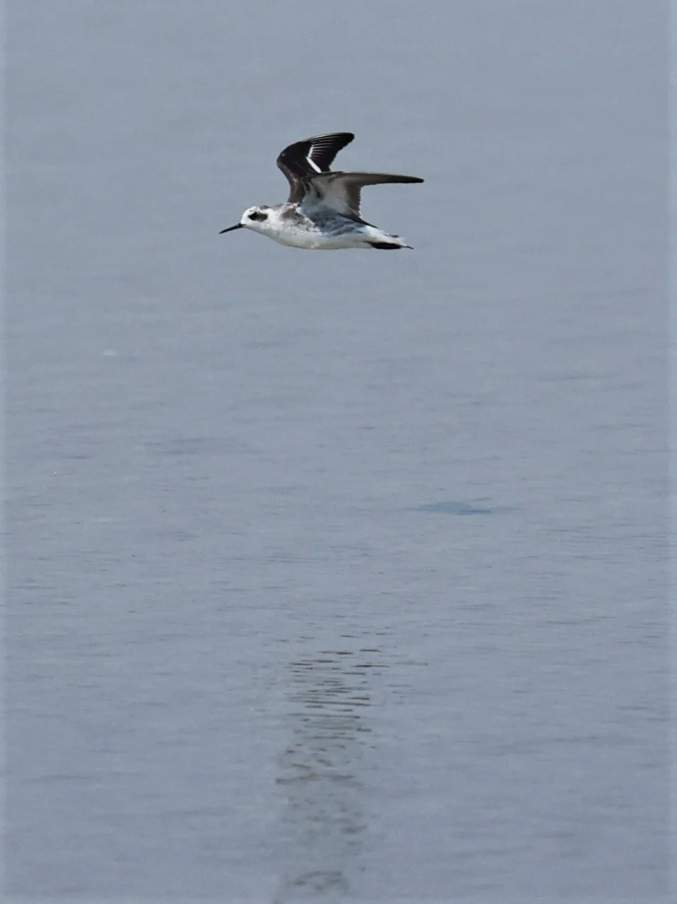 PHALEROPE - RED-NECKED PHALEROPE - Phalaropus lobatus - PAK THALE SALT PONDS MARCH 2022 (5).jpg