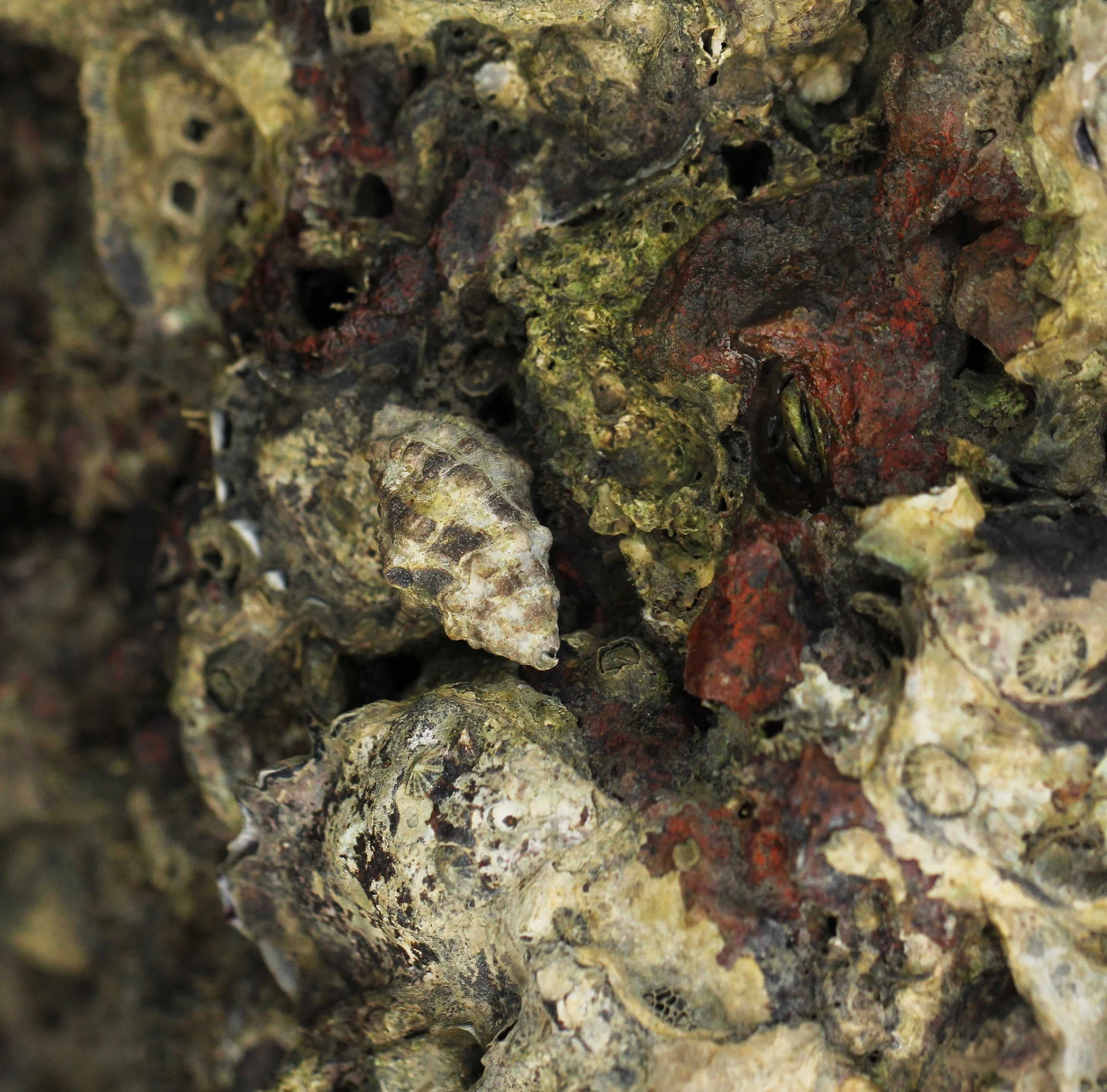 Gastropoda - Whelk Species - Similans Thailand