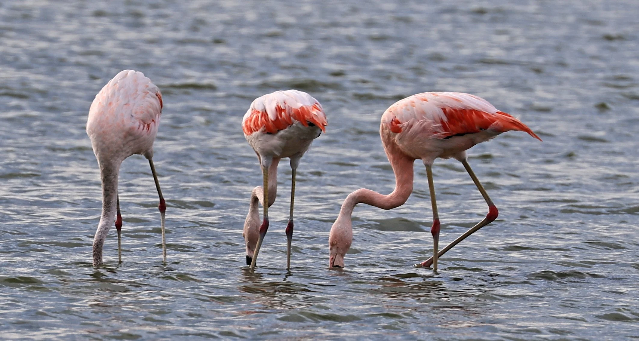 Chilean Flamingo (Phoenicopterus chilensis) Chaco Lodge & Laguna Salada Paraguay (8).jpg