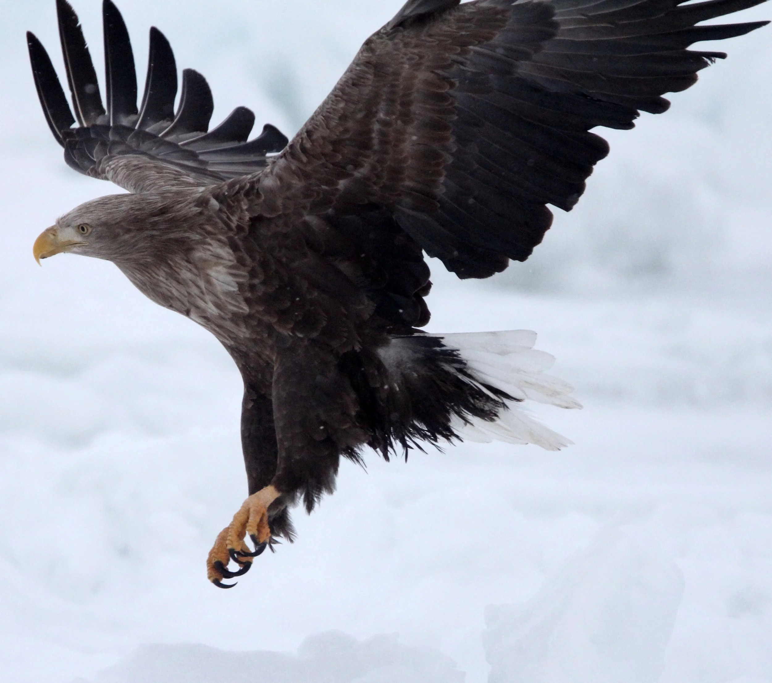 BIRD - EAGLE - WHITE-TAILED EAGLE - RAUSU, SHIRETOKO PENINSULA & NATIONAL PARK - HOKKAIDO JAPAN (61).JPG