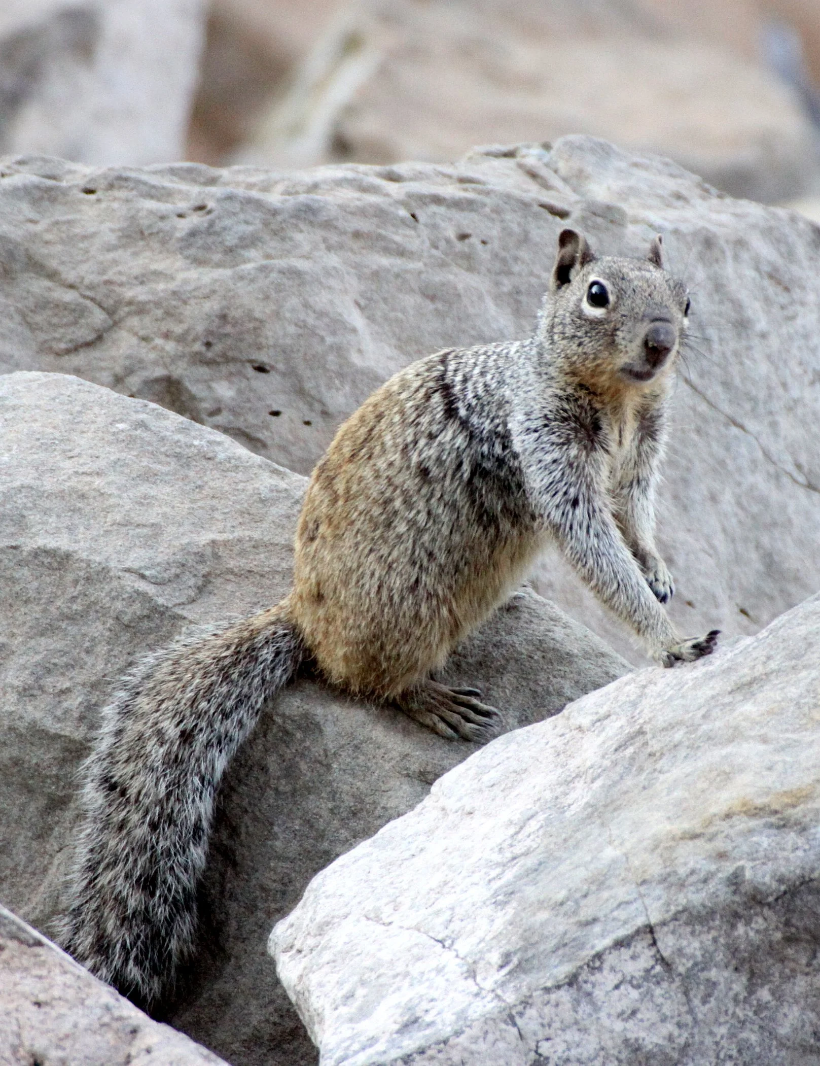 RODENT - SQUIRREL - ROCK SQUIRREL - ELEPHANT BUTTE NEW MEXICO - DAM SITE MARINA (23).JPG
