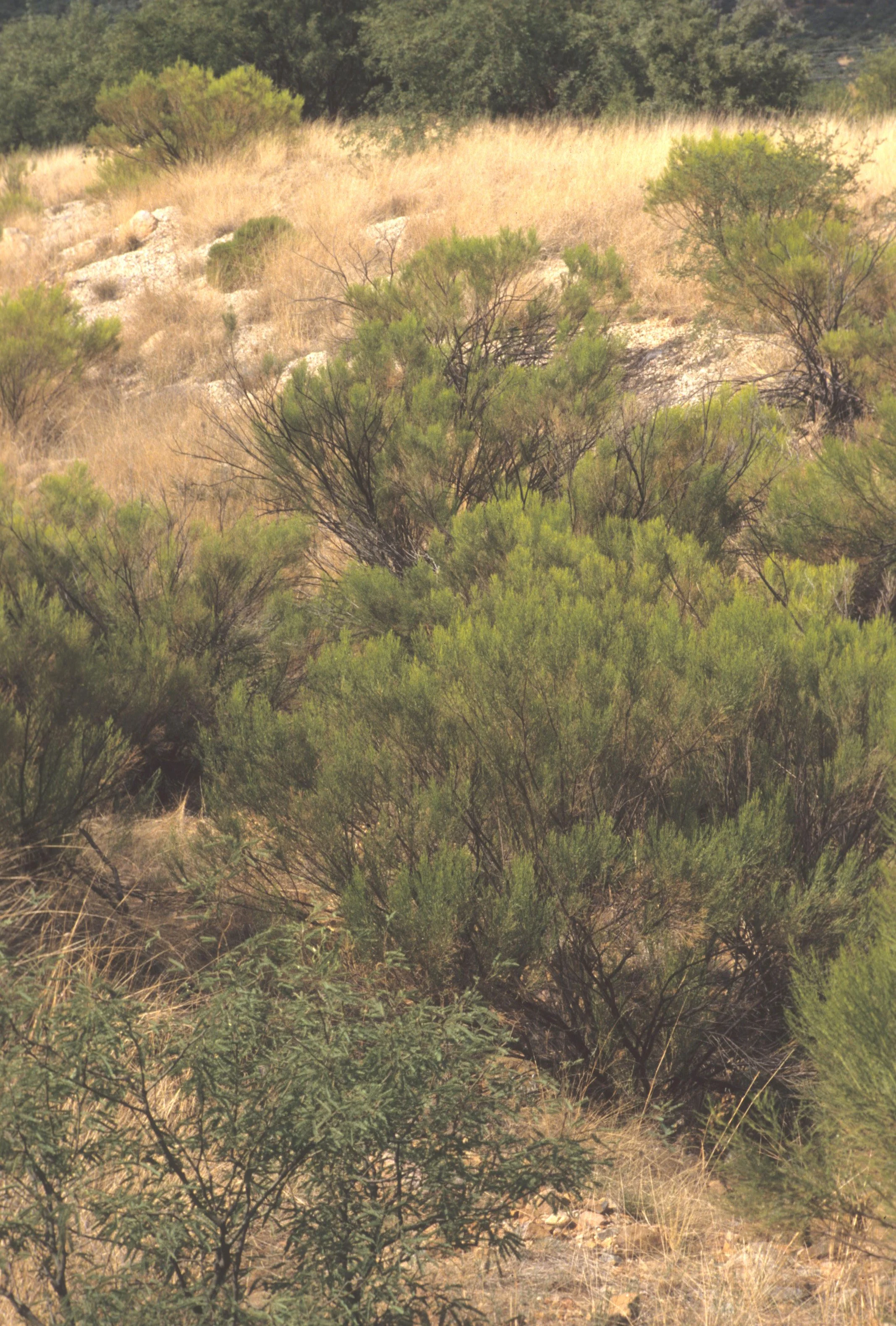 ARIZONA - MADERA CANYON - BACCHARIS SAROTHROIDES - DESERT BROOM.jpg