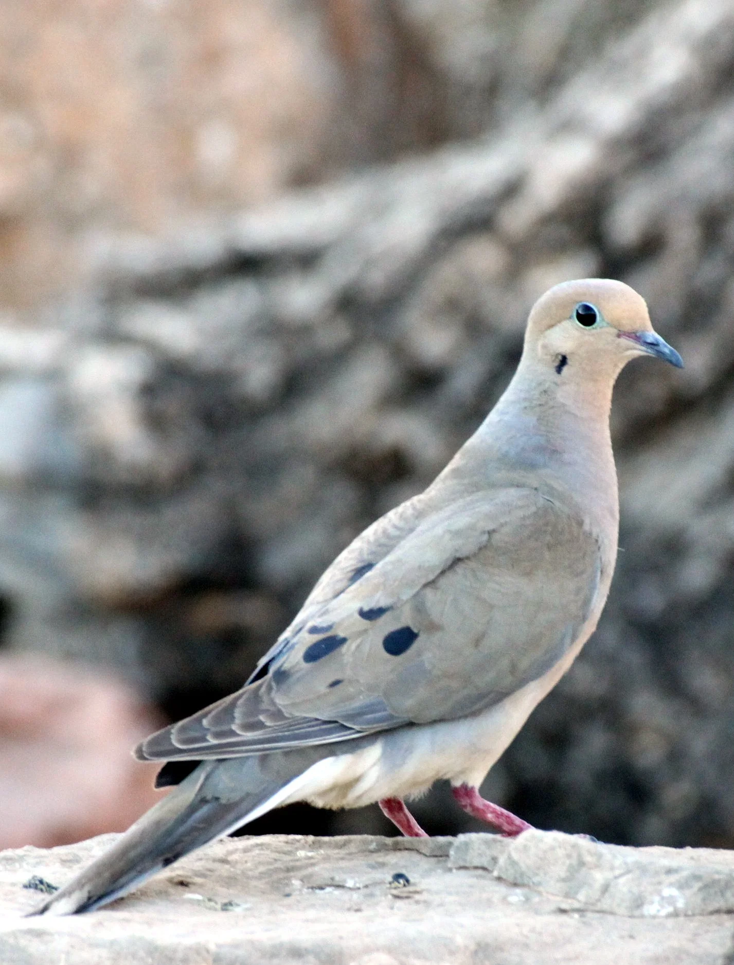 Mourning Dove (Zenaida macroura) Franklin Mountains State Park Texas Tom Mays Unit (3).JPG