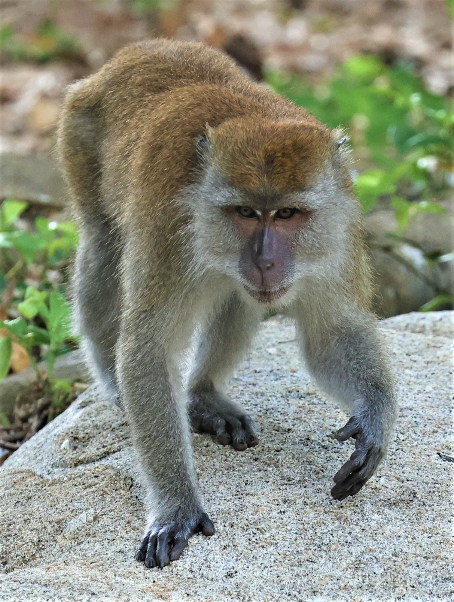 Macaca fascicularis Long-tailed Macaque — Coke Smith Wildlife