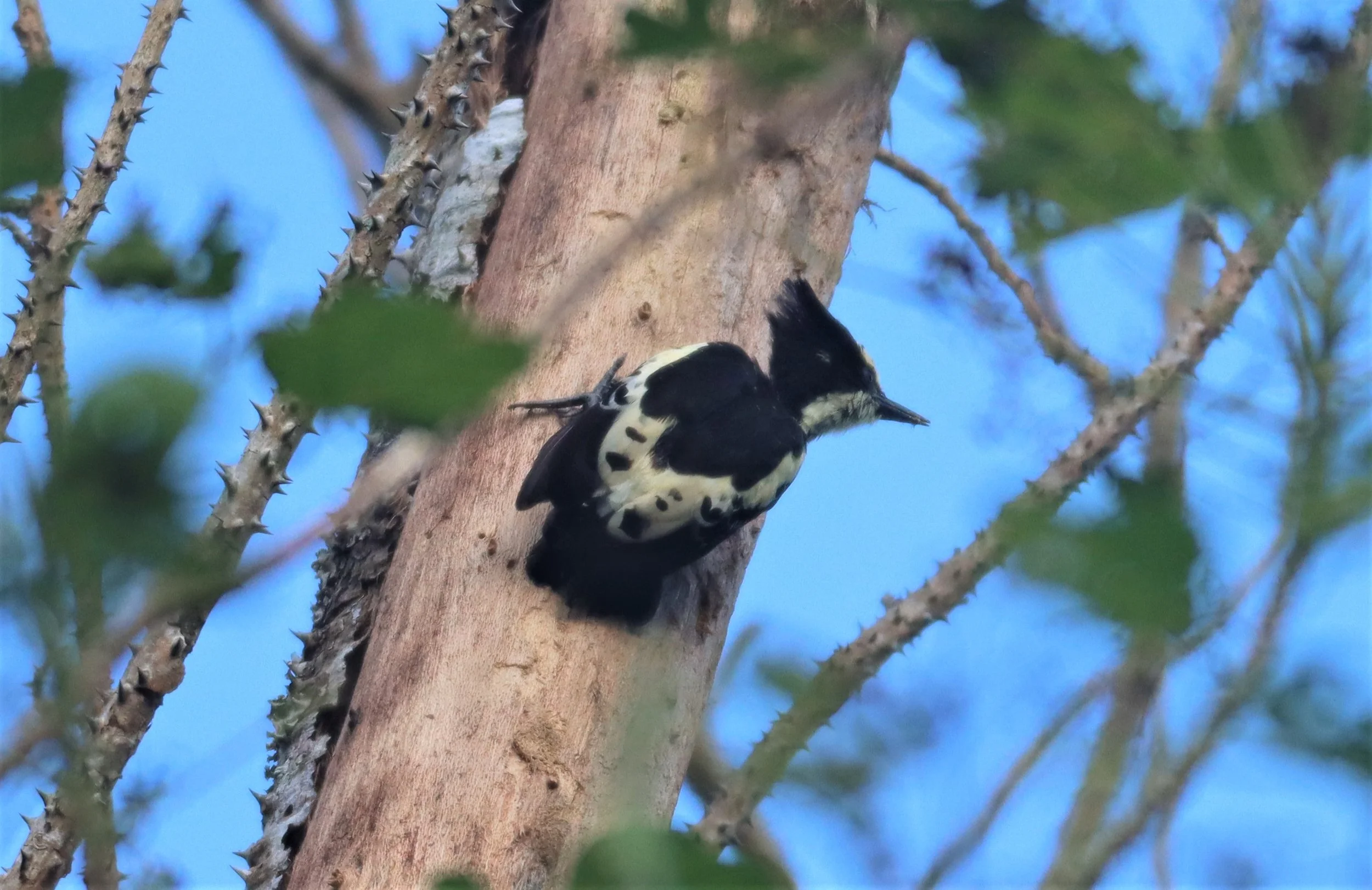 WOODPECKER - HEART-SPOTTED WOODPECKER - Hemicircus canente - KHAO YAI NATIONAL PARK (44).jpg