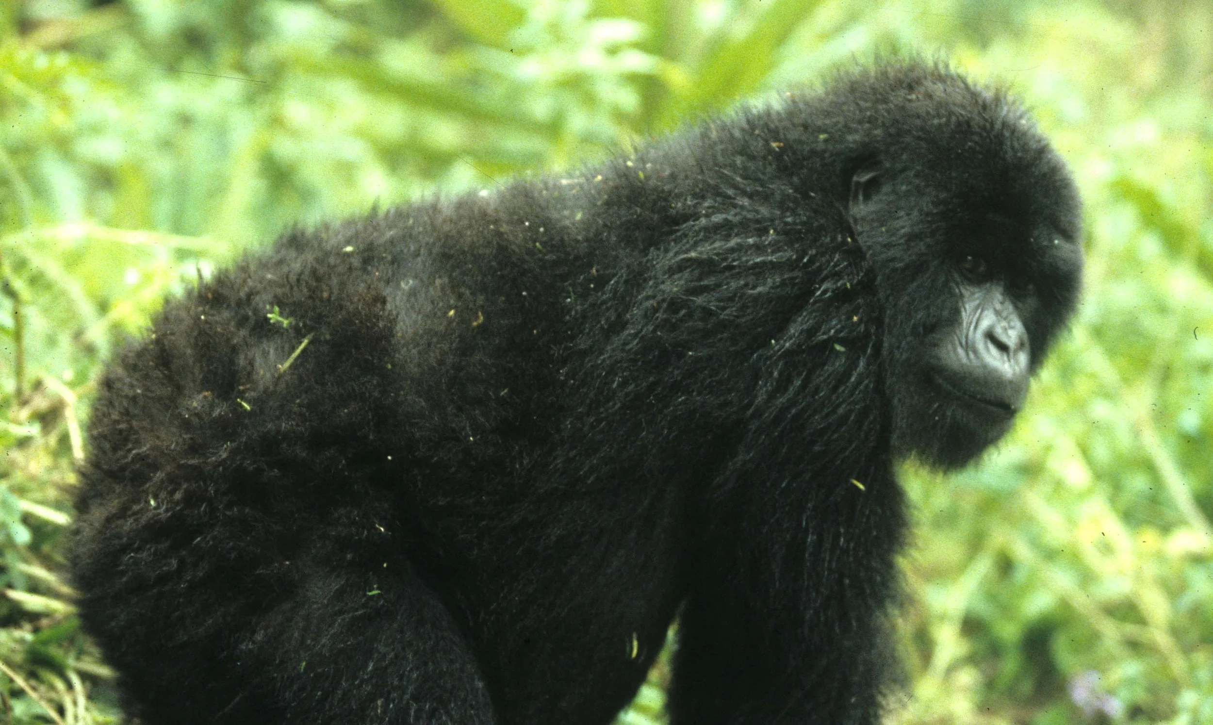 PRIMATE - GORILLA-RWANDA PARC DU VULCANS (65).jpg