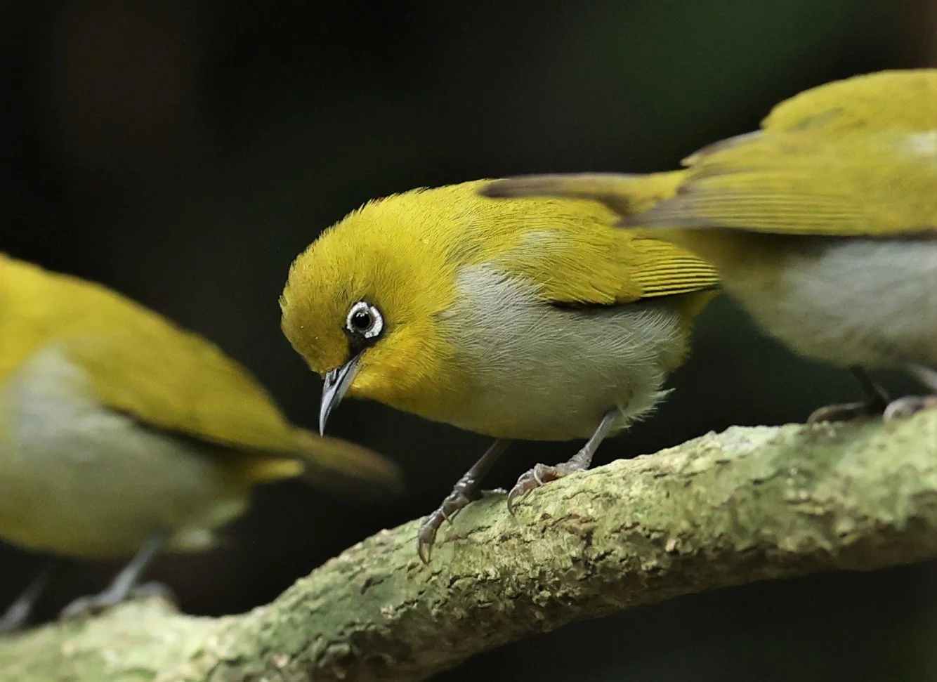 Indian White-eye (Zosterops palpebrosus) Doi Inthanon NP Chiang Mai (5).JPG