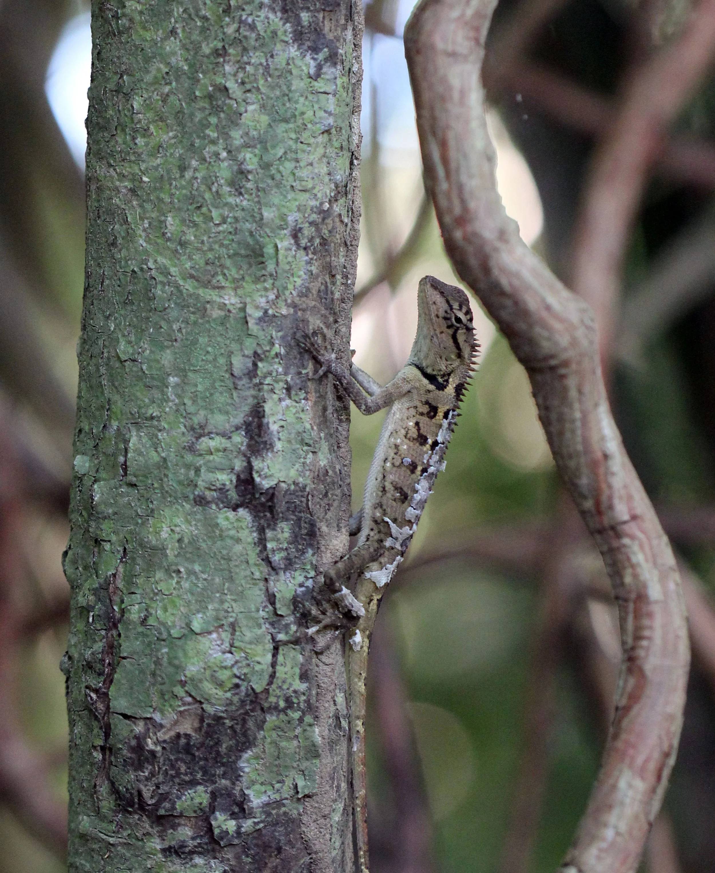 2015 Koh Lanta Build and Fun (142).JPG