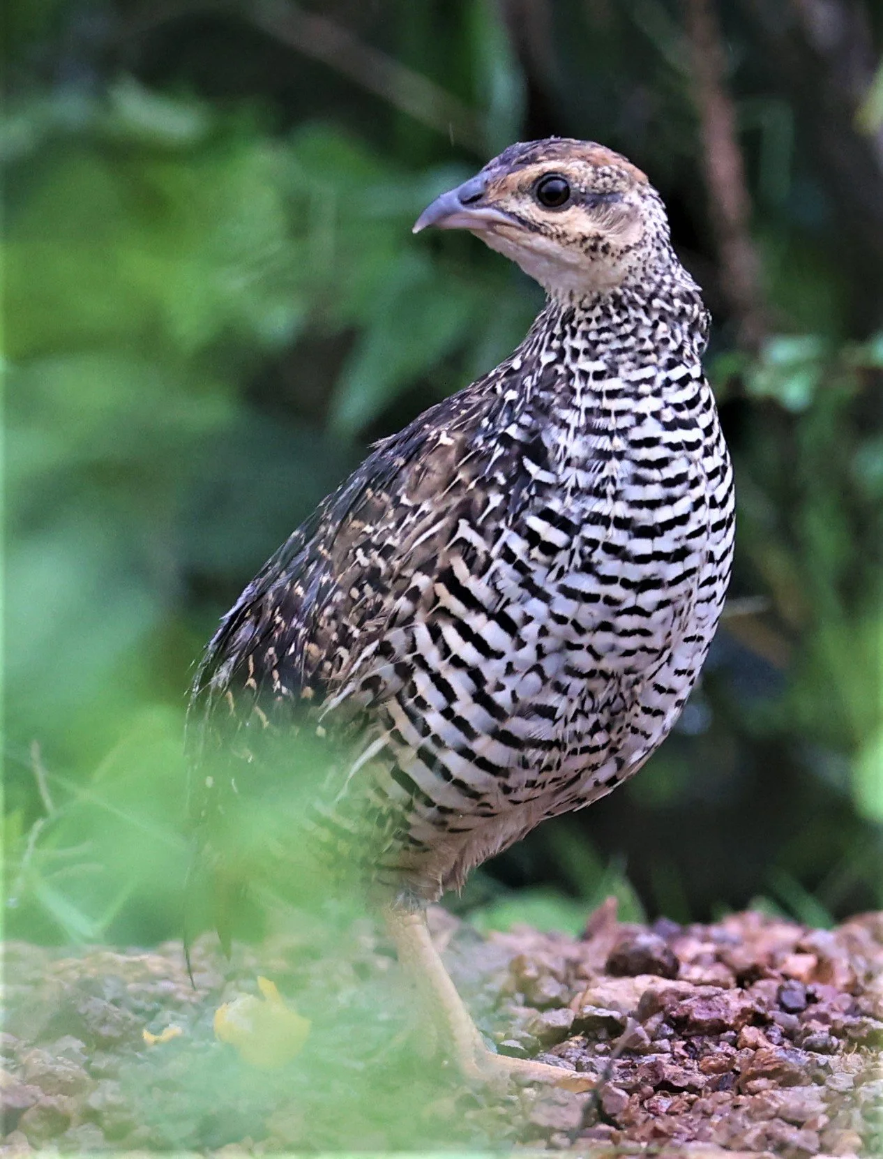 Chinese Francolin (Francolinus pintadeanus)