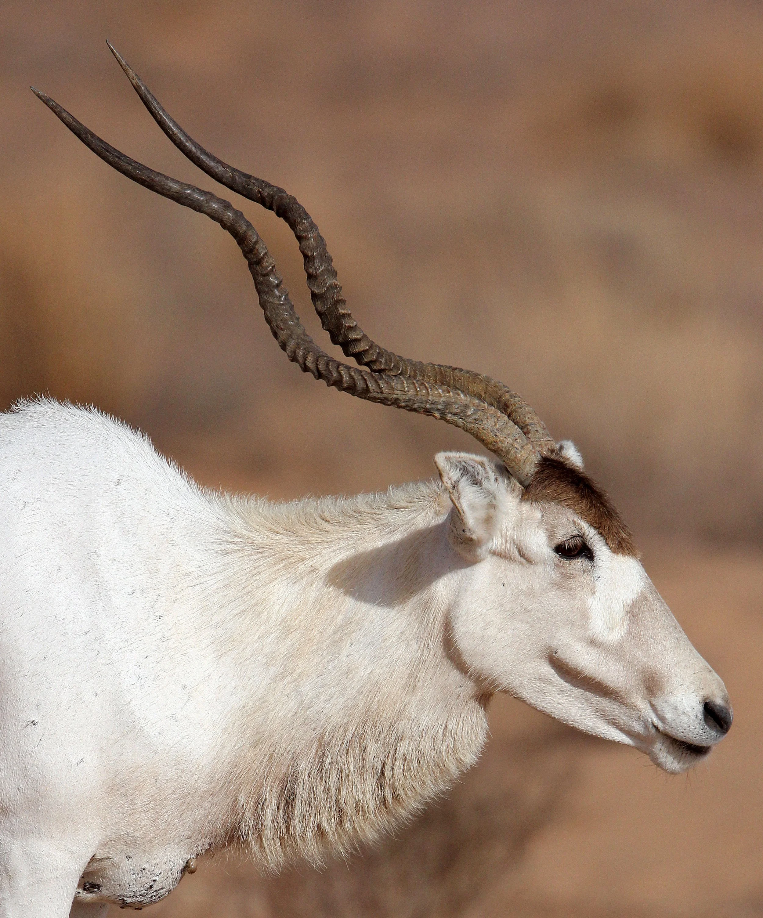 ADDAX - Addax nasomaculatus - JEBIL NATIONAL PARK TUNISIA (112).JPG