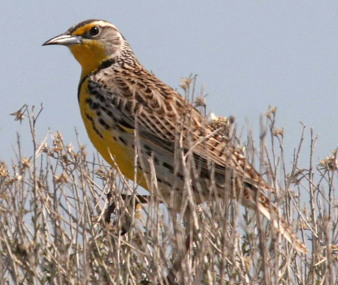 Western Meadowlark (Sturnella neglecta) Potholes State Park Washington (2).jpg