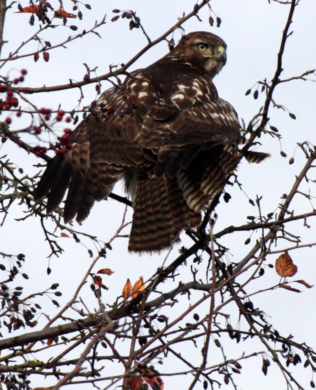 BIRD - HAWK - RED-TAILED HAWK - JAMESTOWN WA (13).JPG