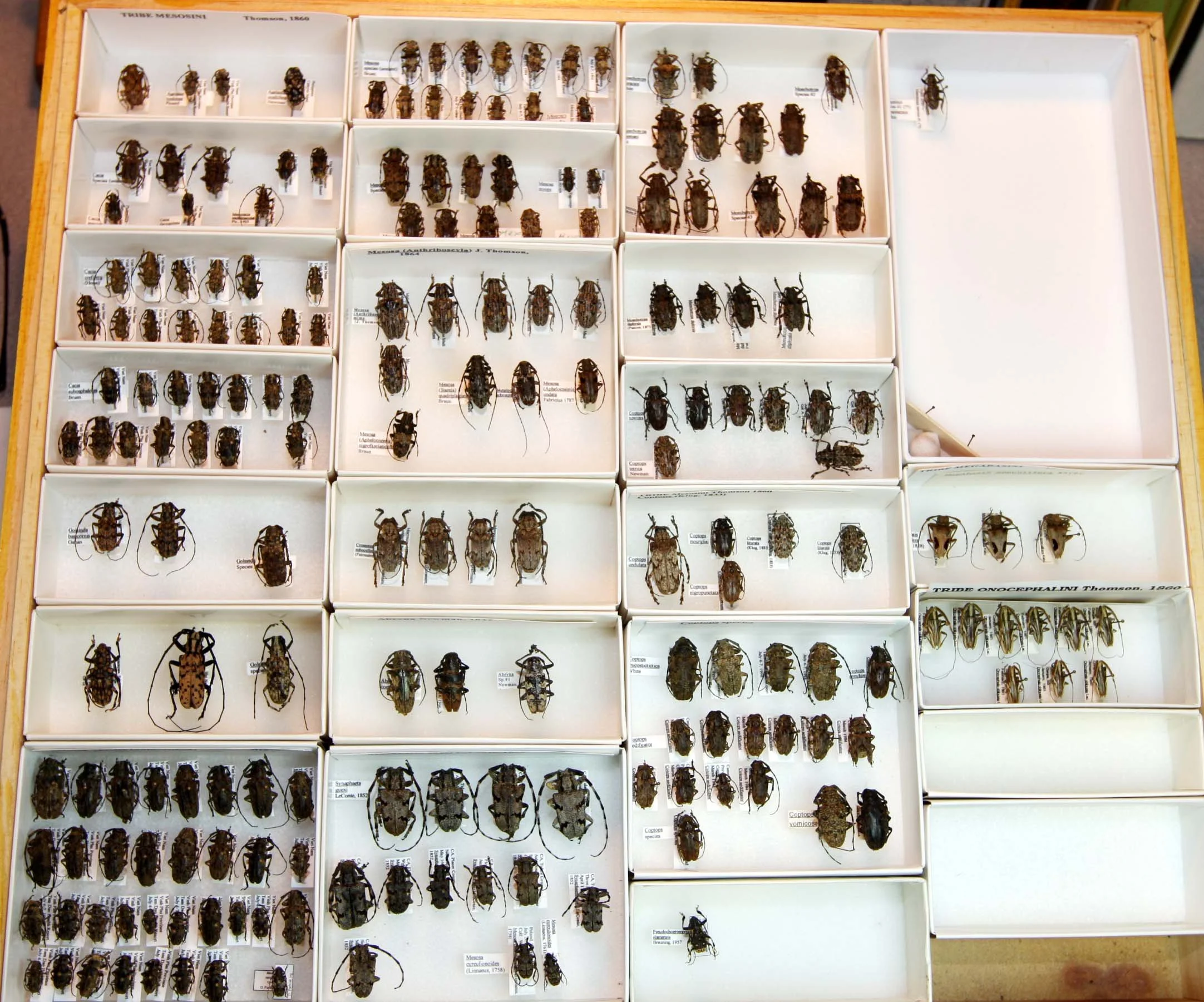 26 Lamiinae - Mesosini.JPG