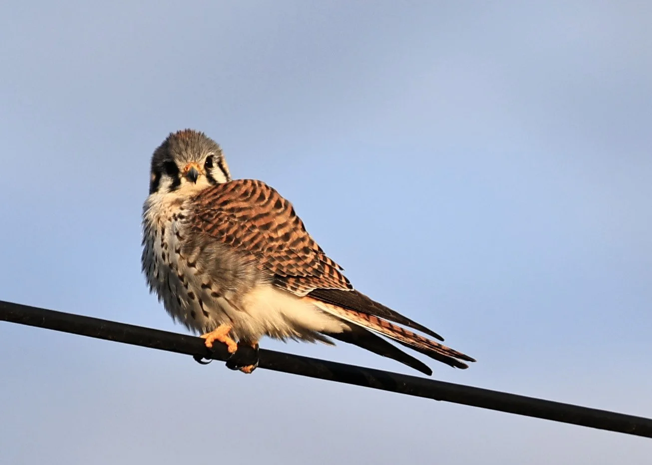 American Kestrel (Falco sparverius) Aurora Chaquena Reserve, Neuland Mennonite Colony Paraguay (13).jpg