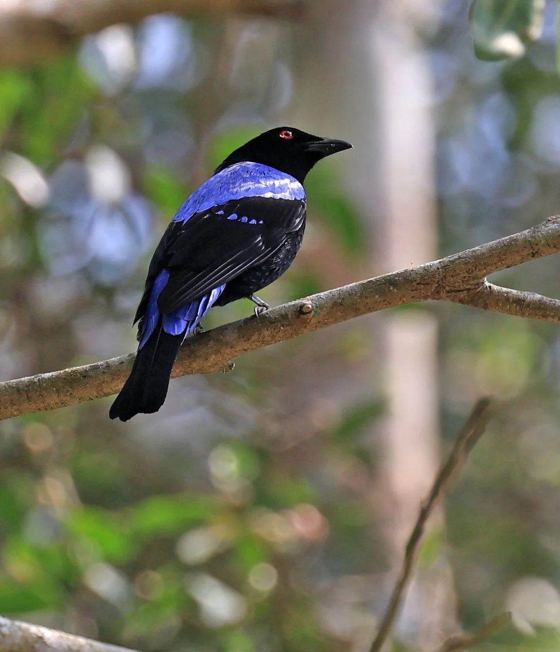 Asian Fairy-bluebird (Irena puella) Khao Yai National Park Feb 2026 Day 2 (17).jpg
