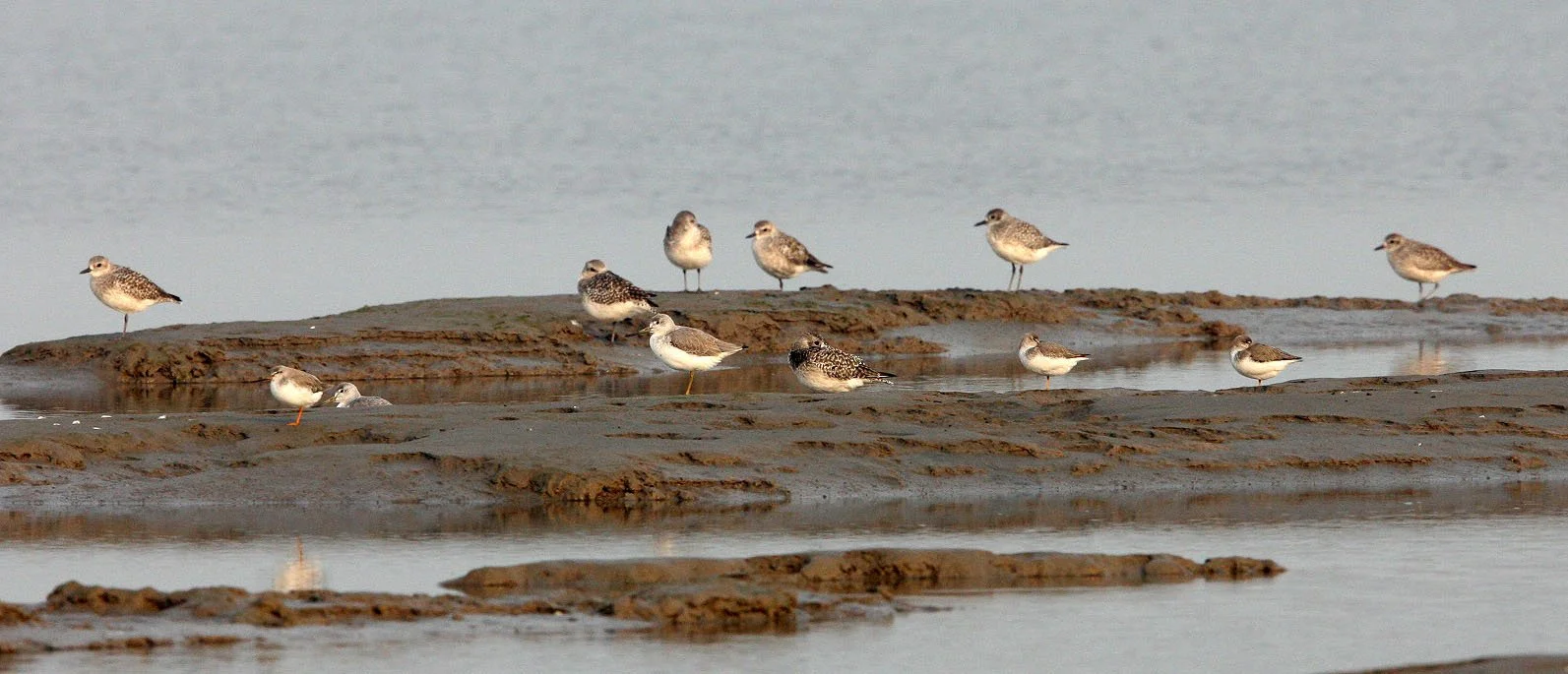 BIRD - GREENSHANK - NOORDMAN'S GREENSHANK -  NANKOU, RUDONG, CHINA (14).JPG