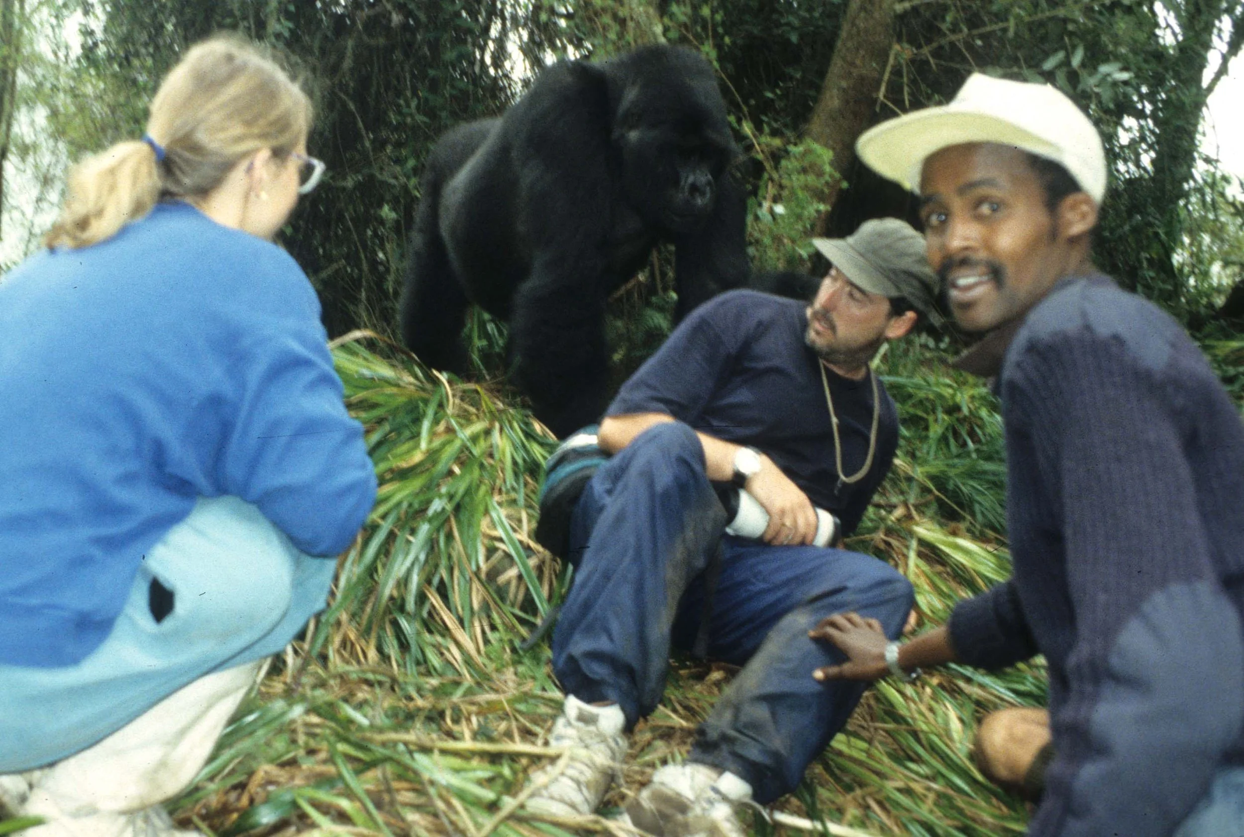 PRIMATE - GORILLA - ME (12).jpg