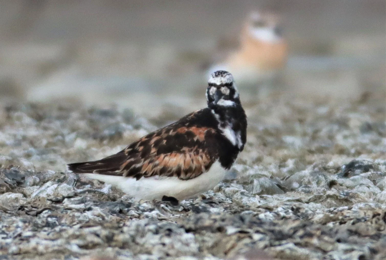 TURNSTONE - RUDDY TURNSTONE - Arenaria interpres - Salt pans west of Bang Pakong River (19).jpg