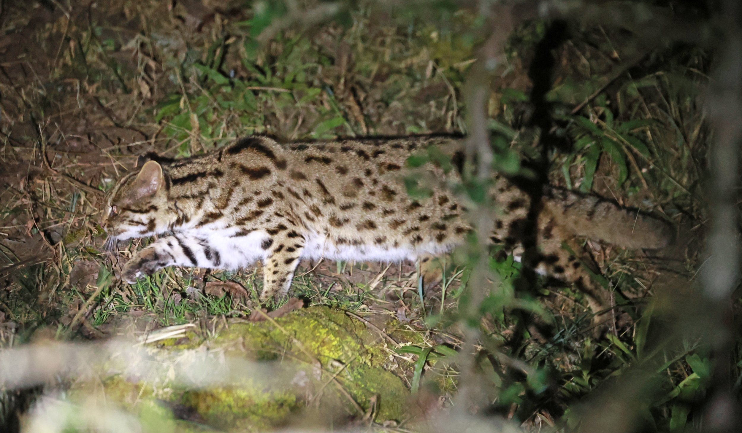 Mainland Leopard Cat (Prionailurus bengalensis) Tangjiahe National Nature Reserve, Sichuan China (37).jpg
