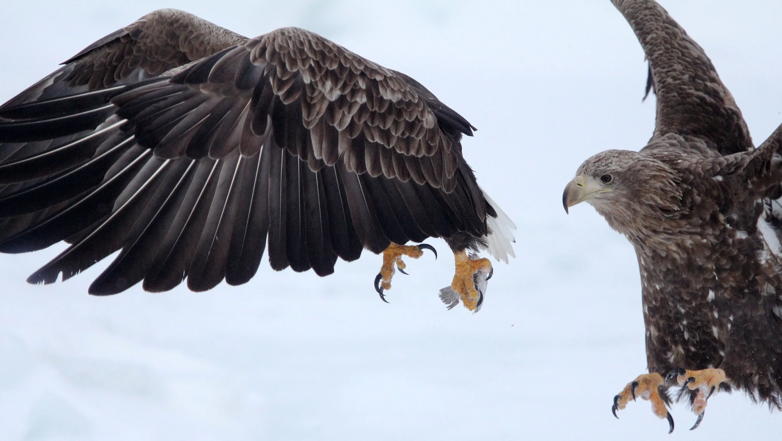 BIRD - EAGLE - WHITE-TAILED EAGLE - RAUSU, SHIRETOKO PENINSULA & NATIONAL PARK - HOKKAIDO JAPAN (94).JPG